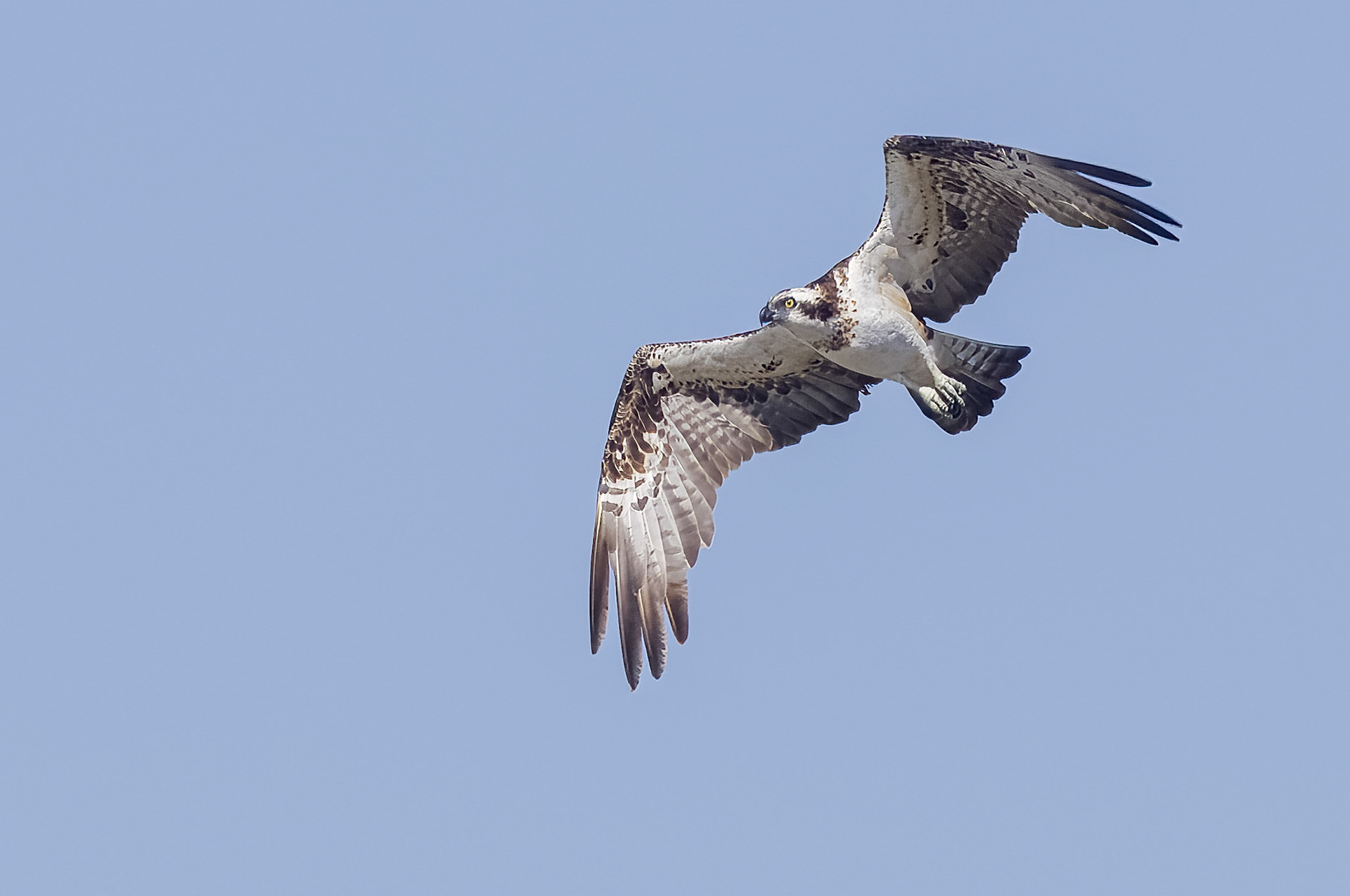 Western Osprey (Cape St Francis, Eastern Cape)