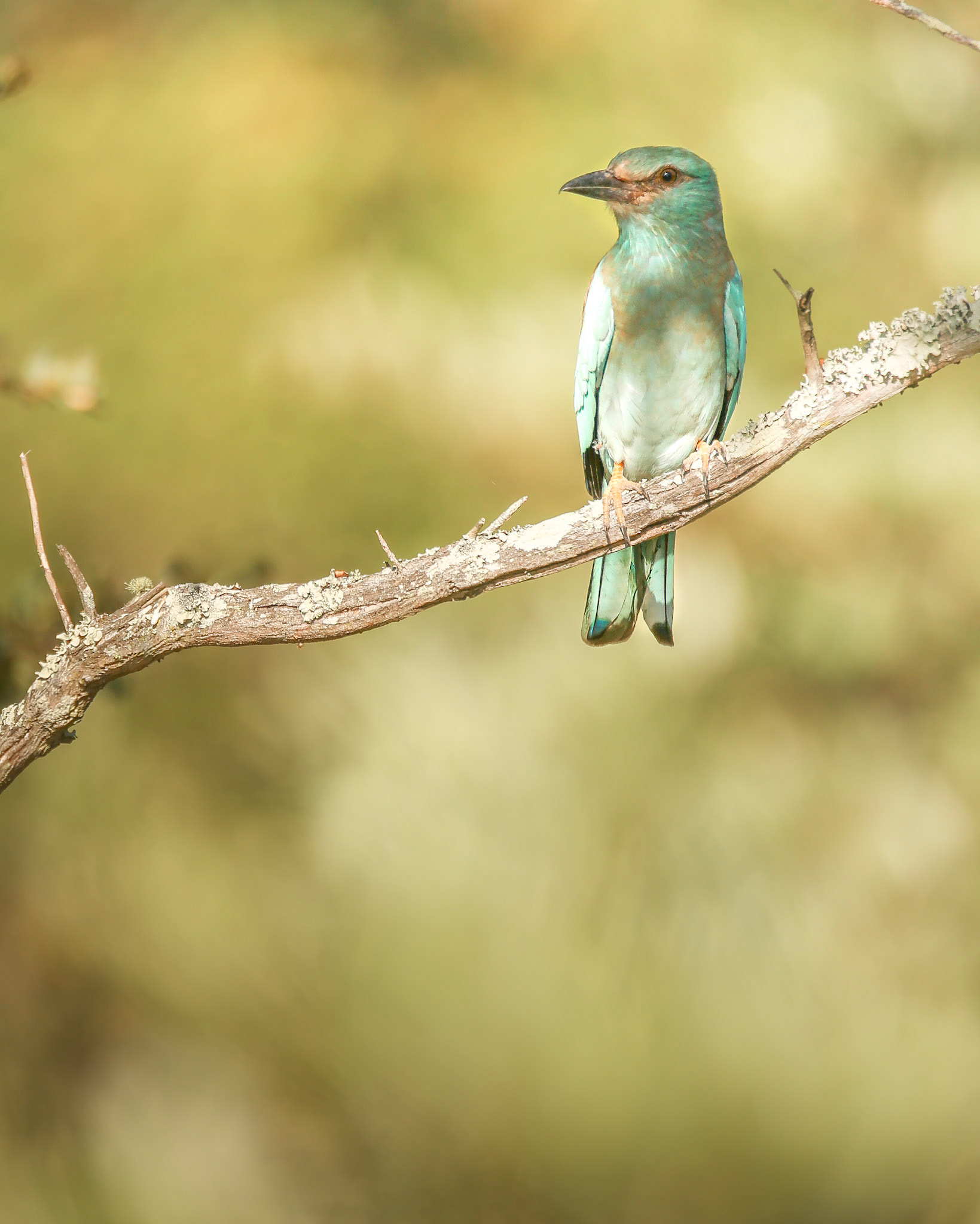 European Roller (Timbavati, Greater Kruger)
