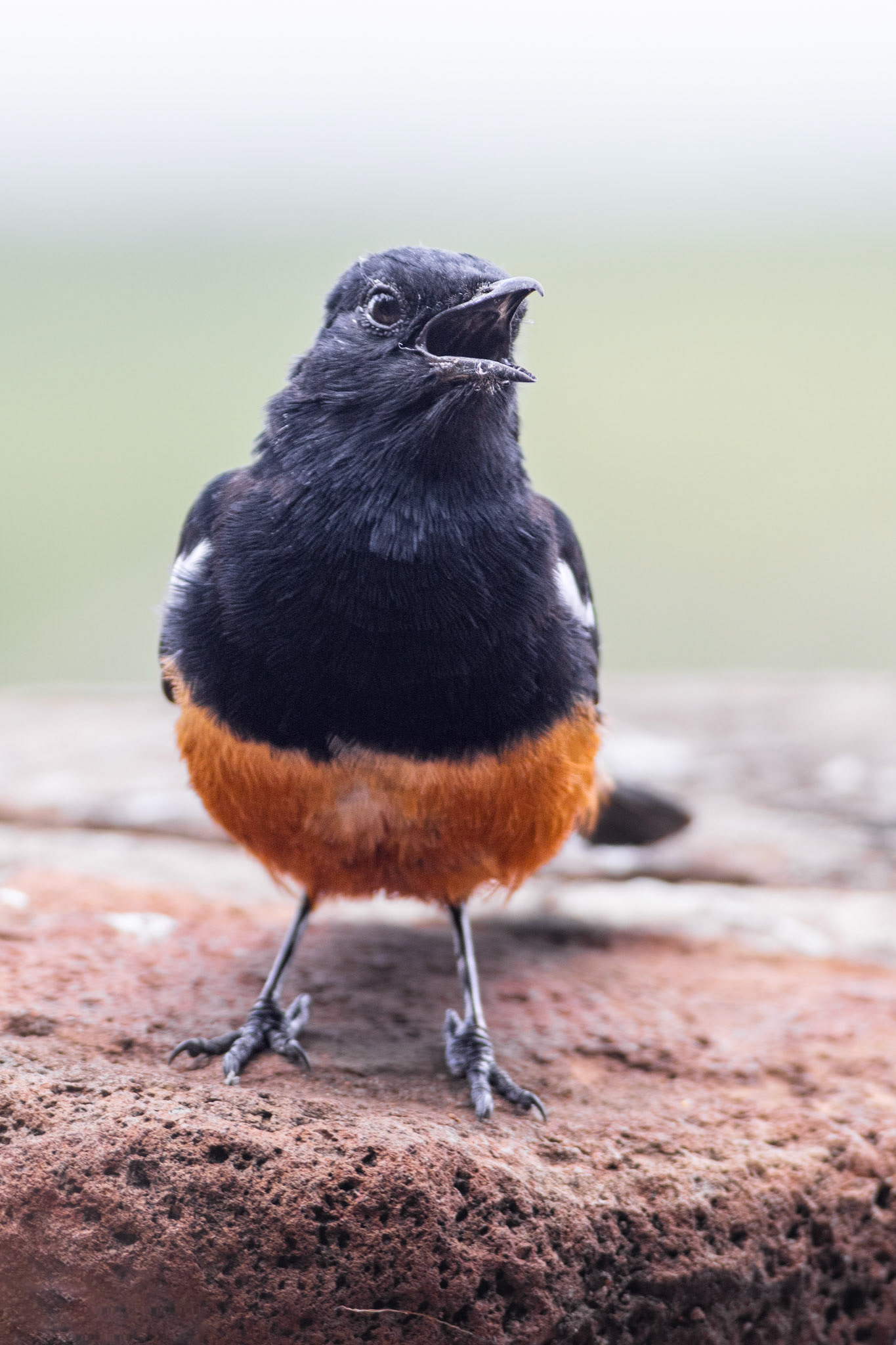 Mocking Cliff Chat (Mopani, Kruger National Park)