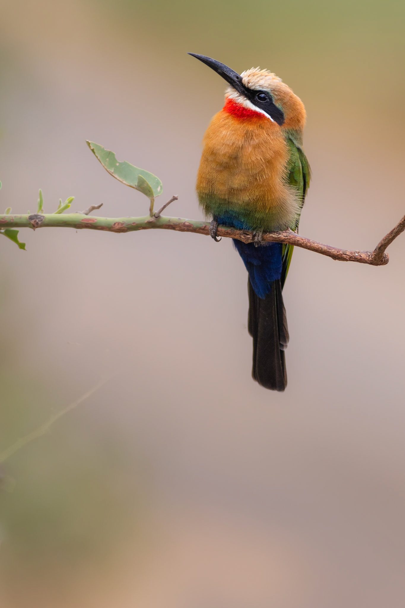 White-fronted Bee-eater (Kruger National Park)