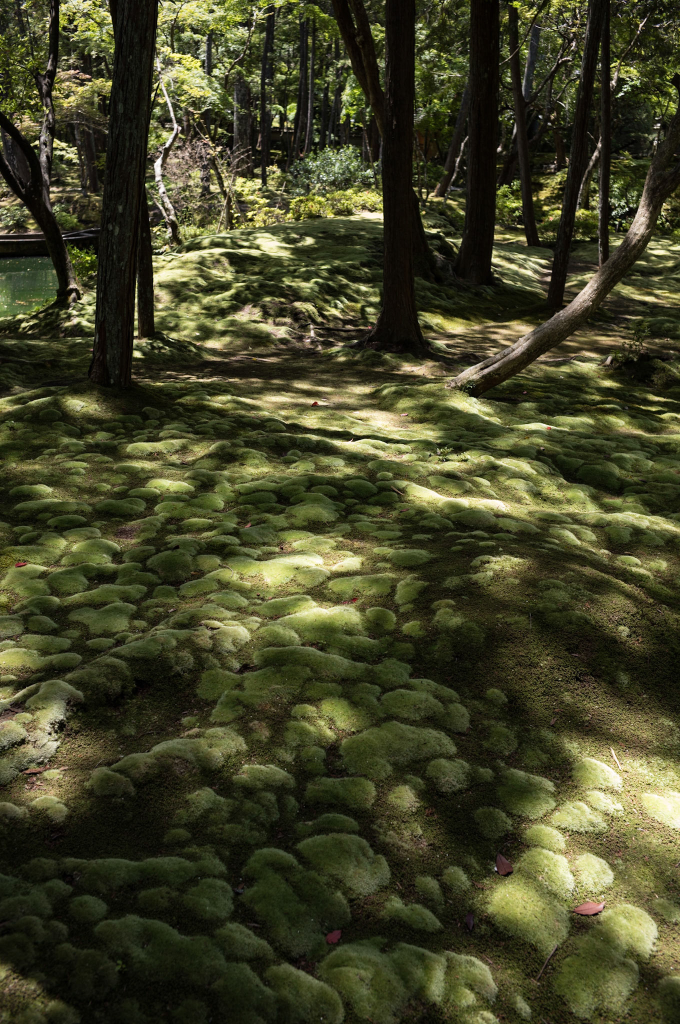 the sacred ground