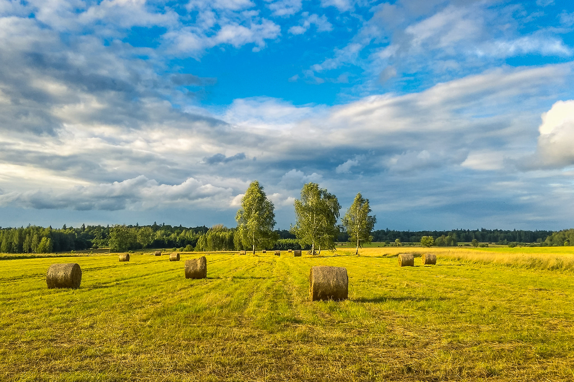 Białowieża. Poland