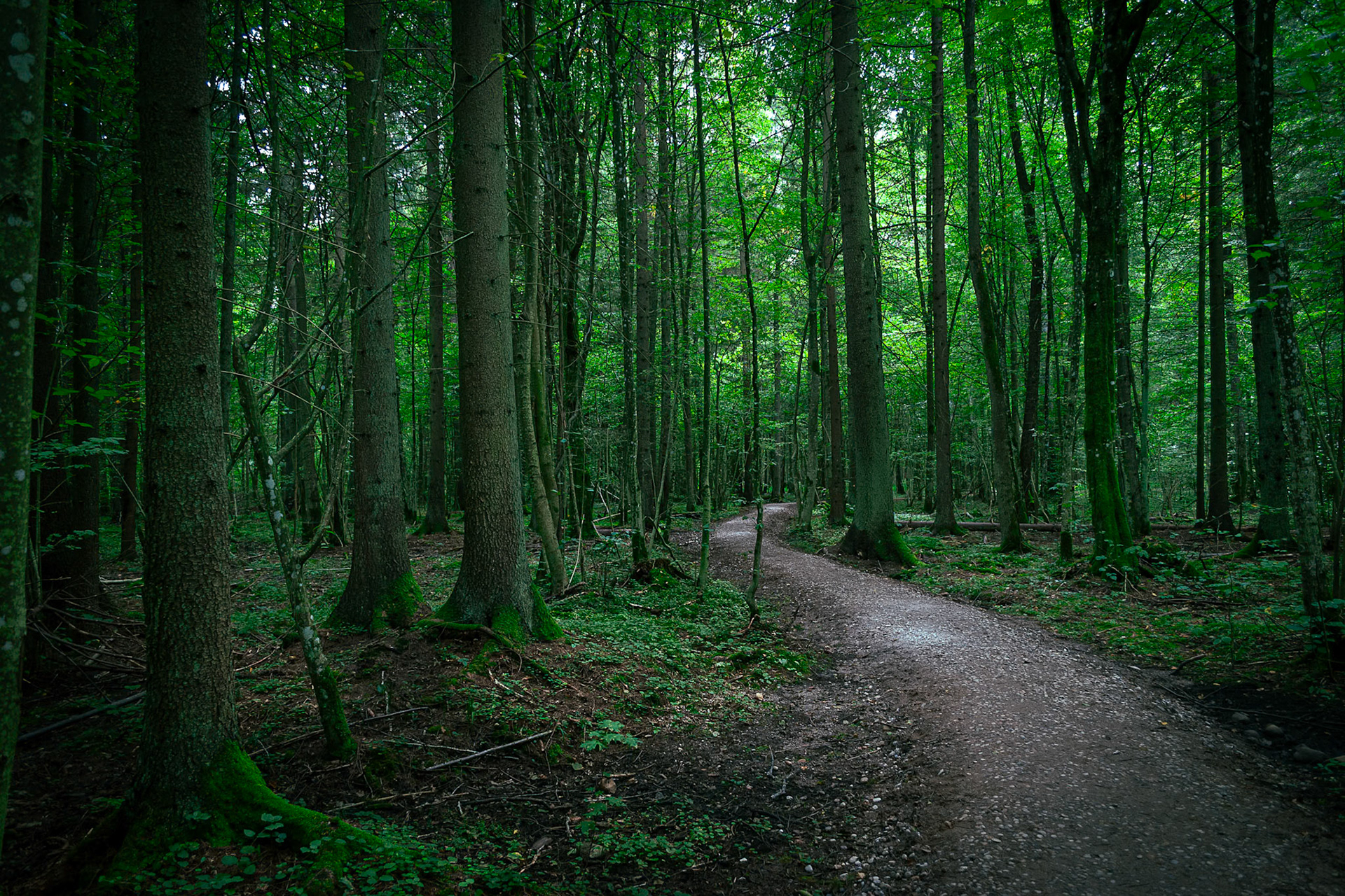 Białowieża Forest. Poland