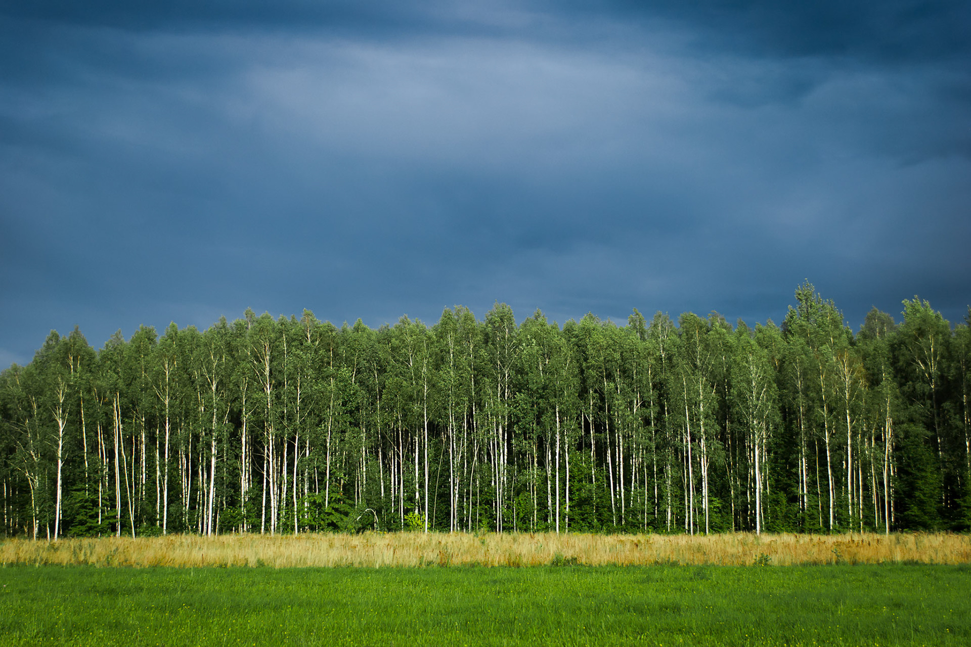 Białowieża National Park. Poland
