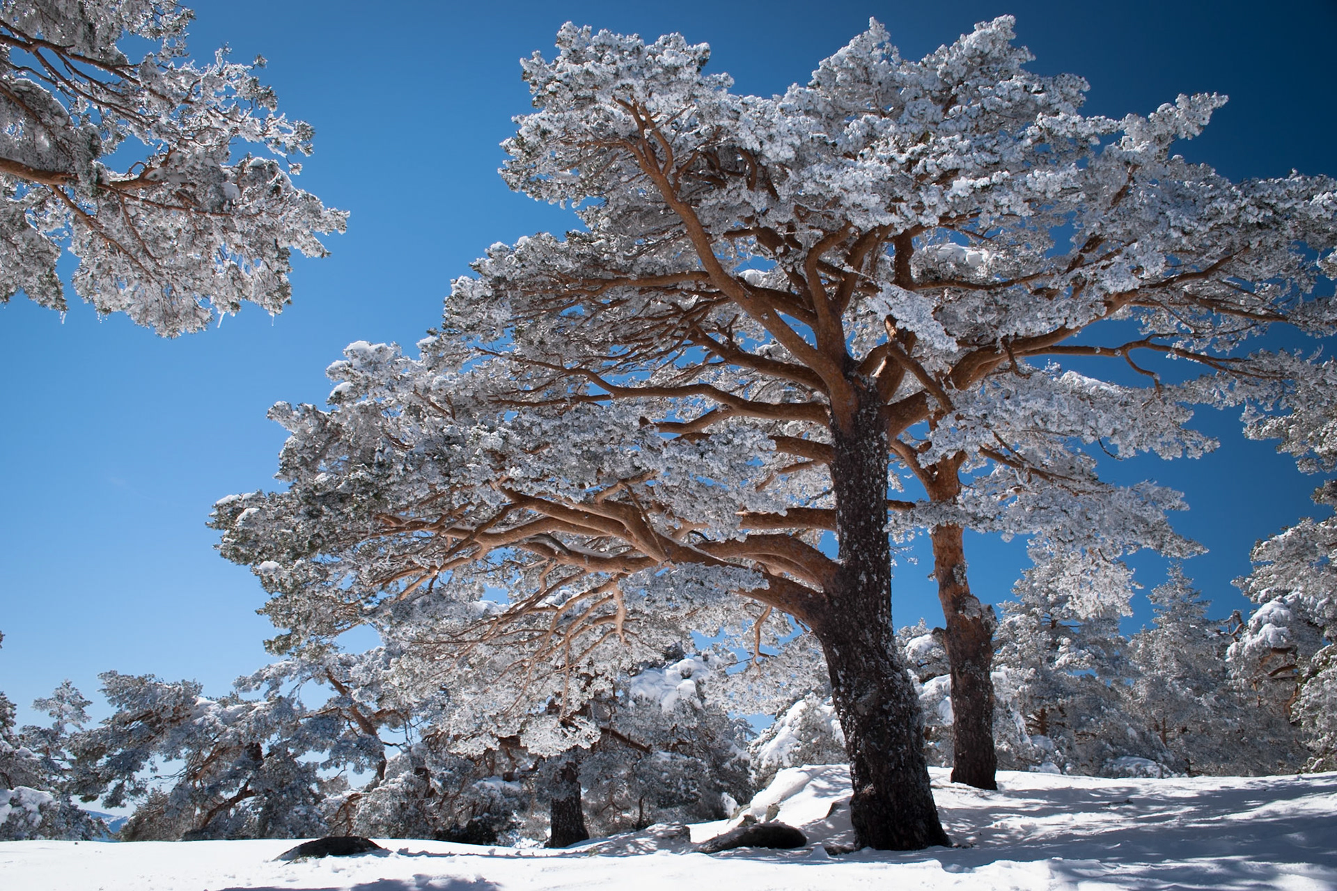 Collado Ventoso, Madrid. Spain