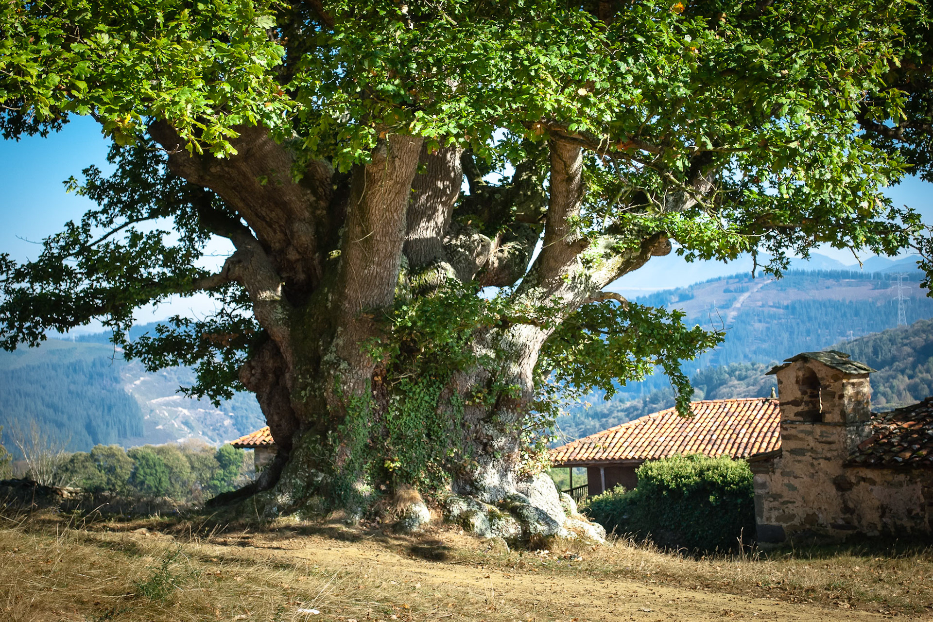 "El Carbayón de Valentín" - Tineo. Asturias. Spain