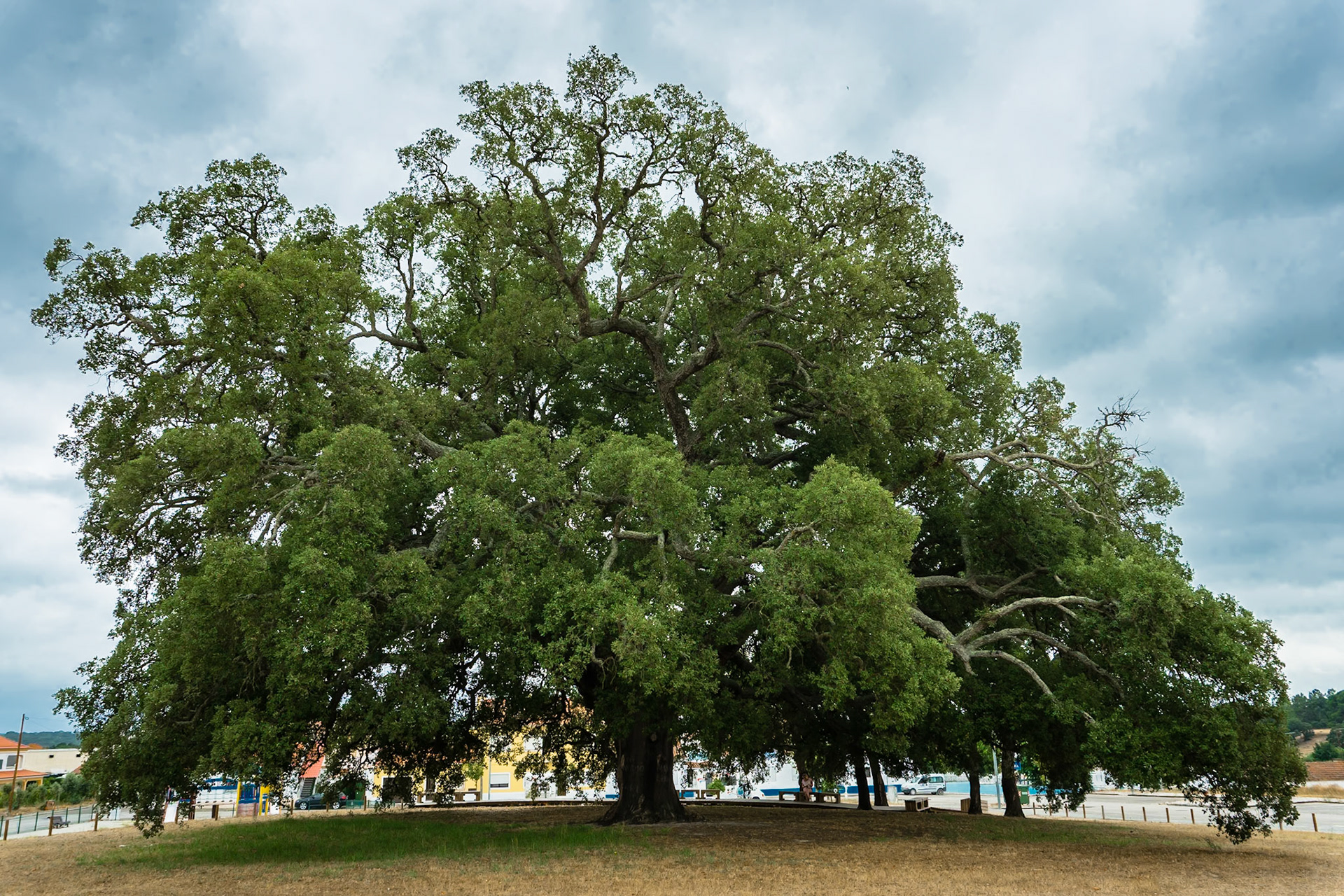 "Sobreiro do Águas de Moura" (European Tree of the Year 2018). Portugal