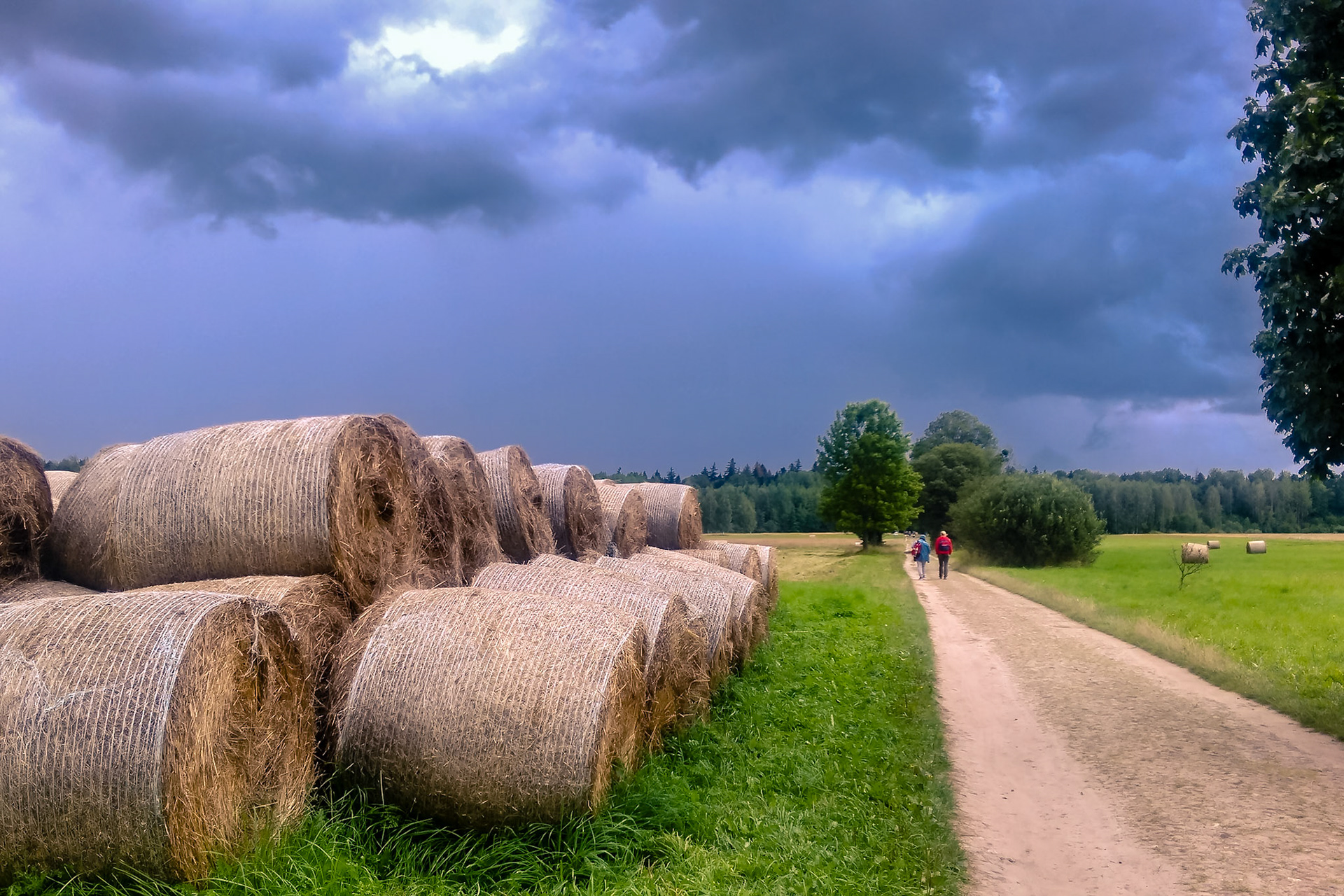 Białowieża National Park. Poland
