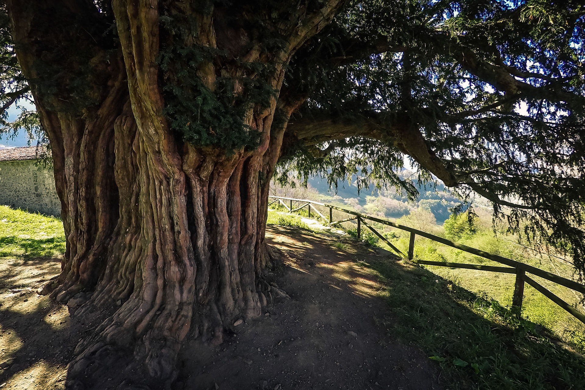 "Texu de Bermiego" (600-900 years) - Asturias. Spain