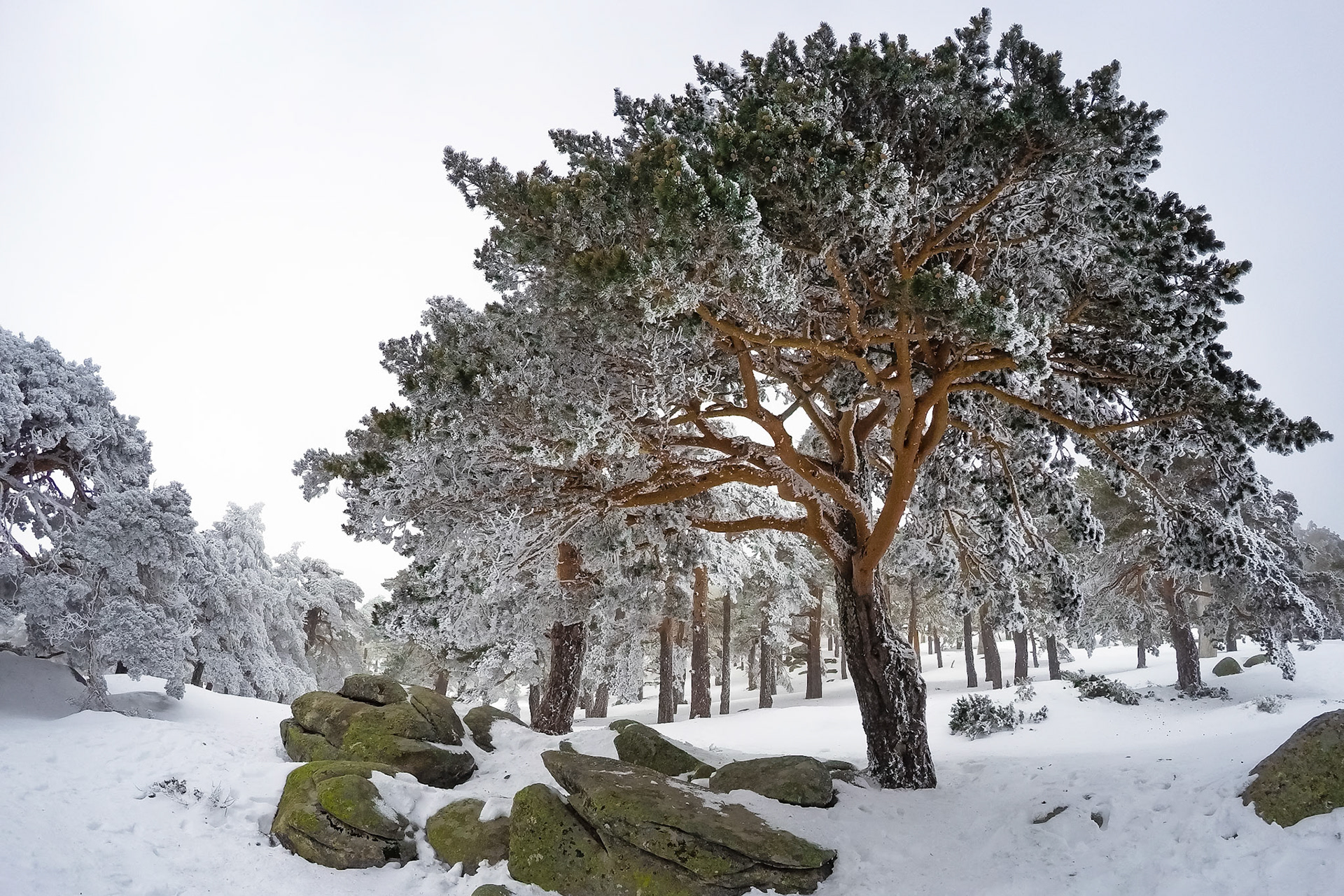 Navacerrada, Madrid. Spain