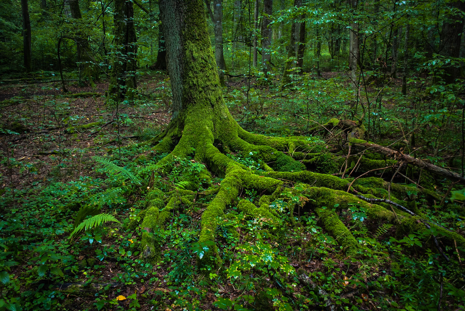 Białowieża National Park. Poland