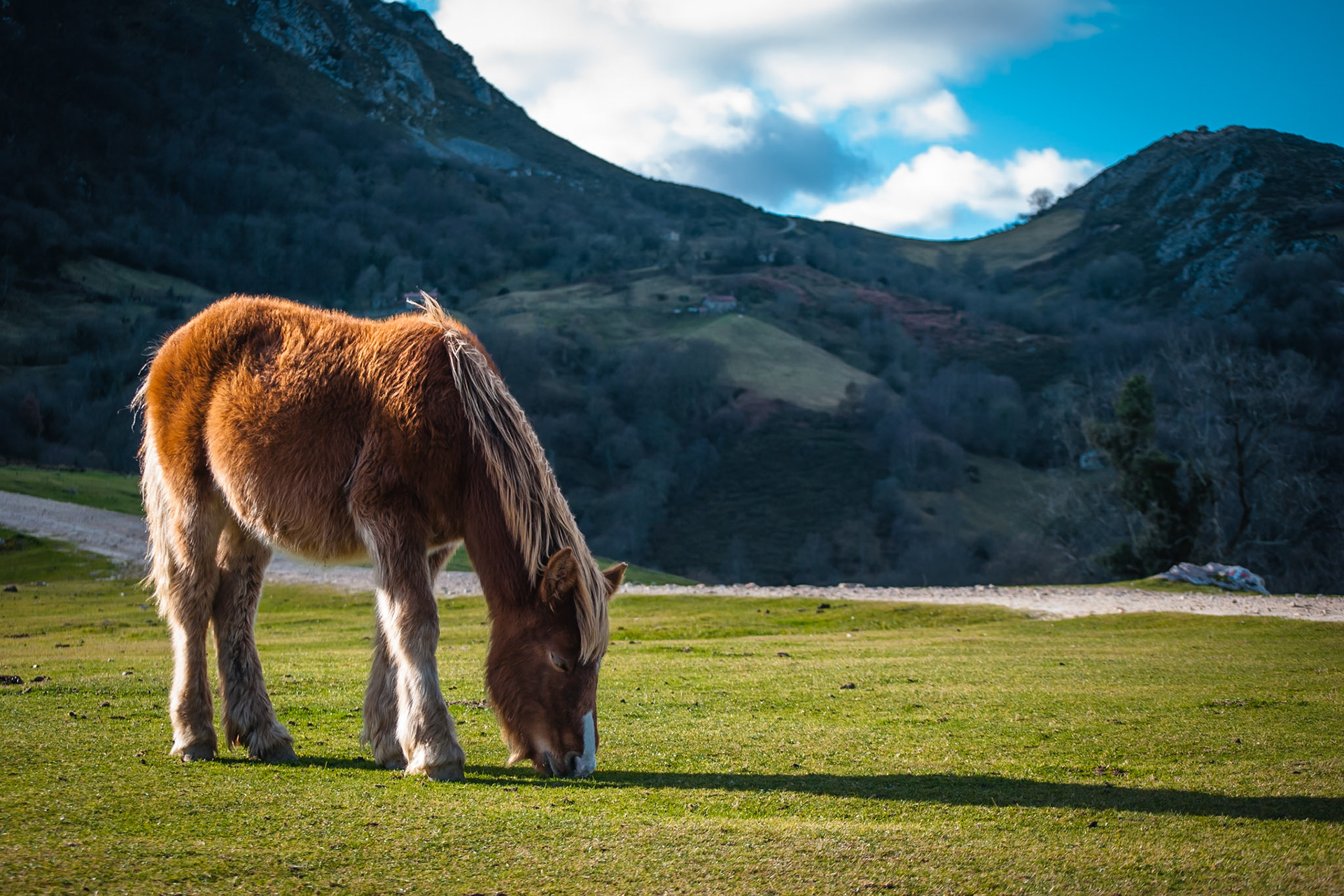 Nava, Asturias. Spain