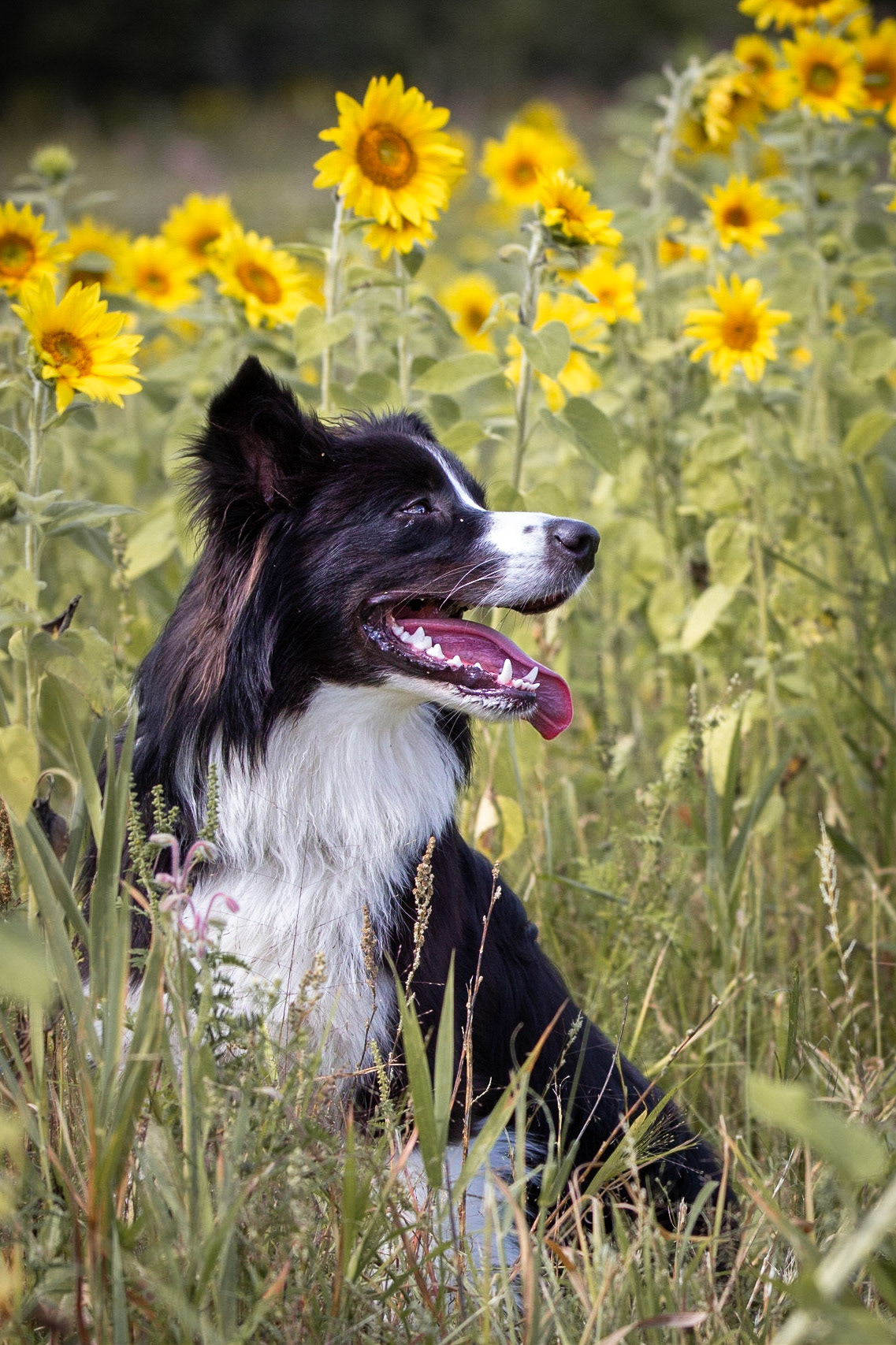 Winston - Australian Shepherd