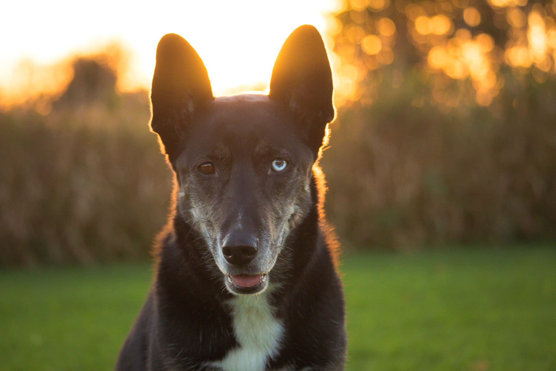 Koda - All Canadian