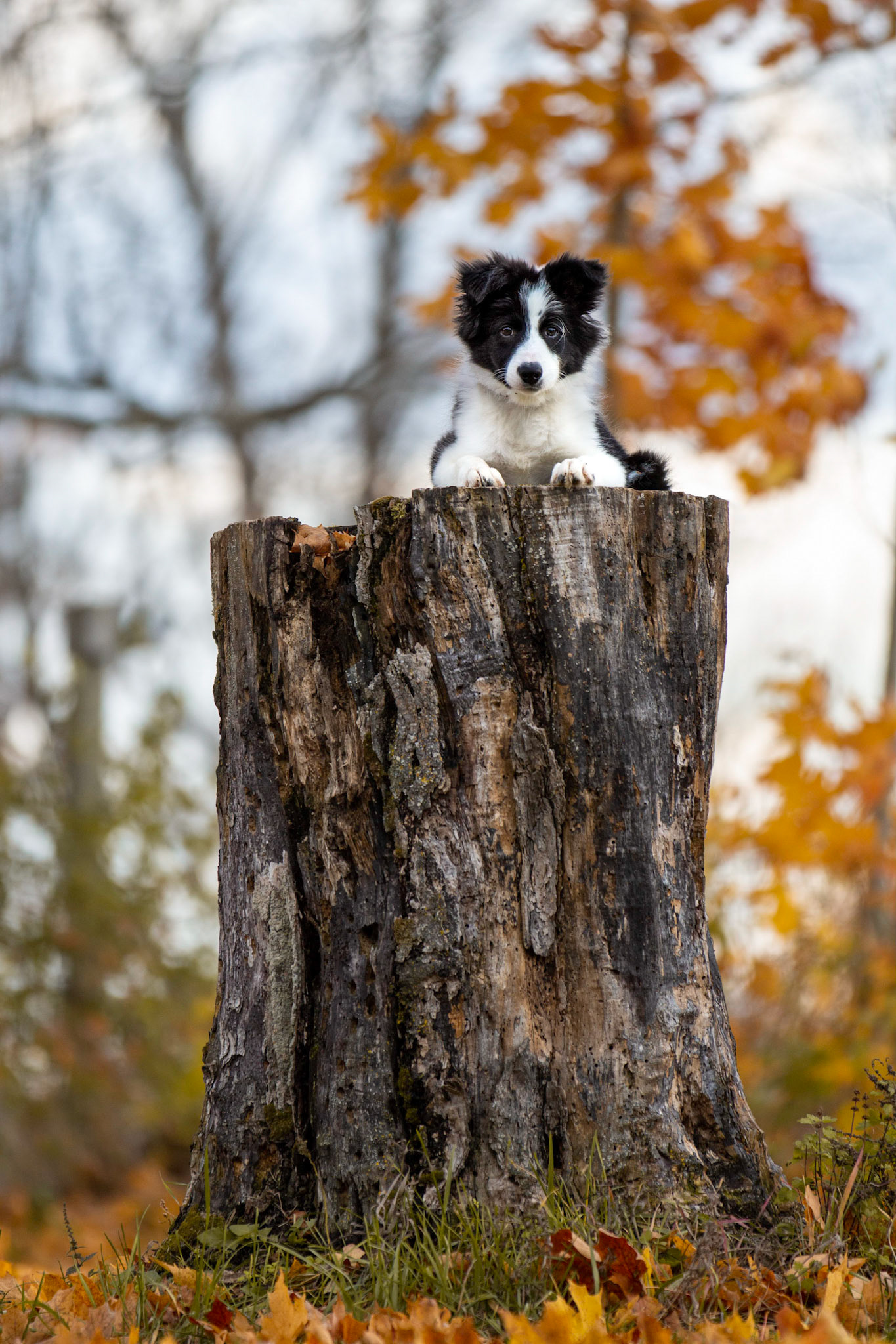 Taz - Border Collie