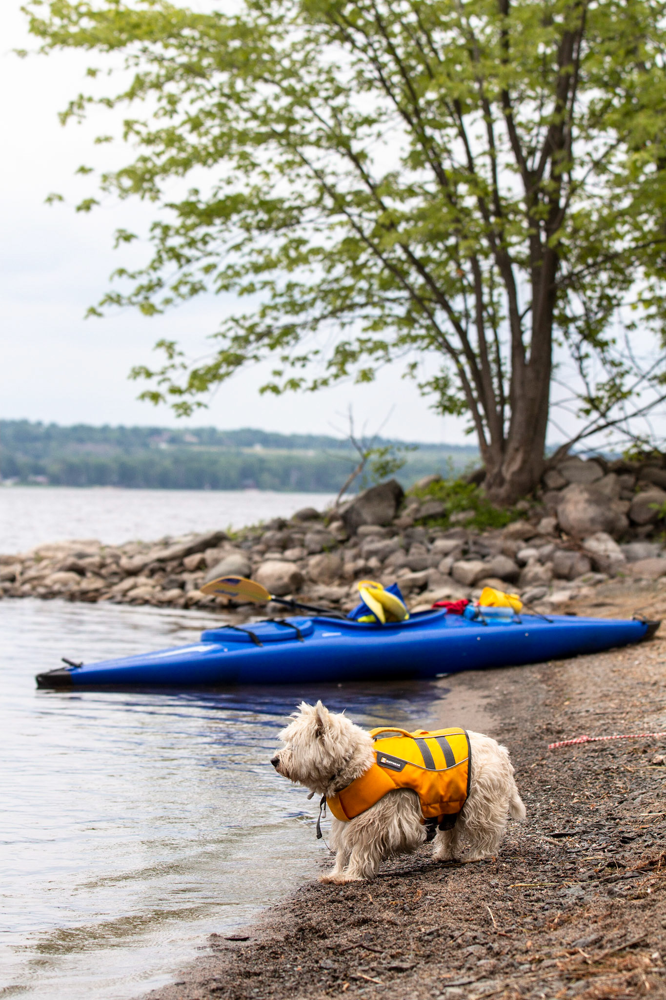 Scotia - Water Dog Rescue