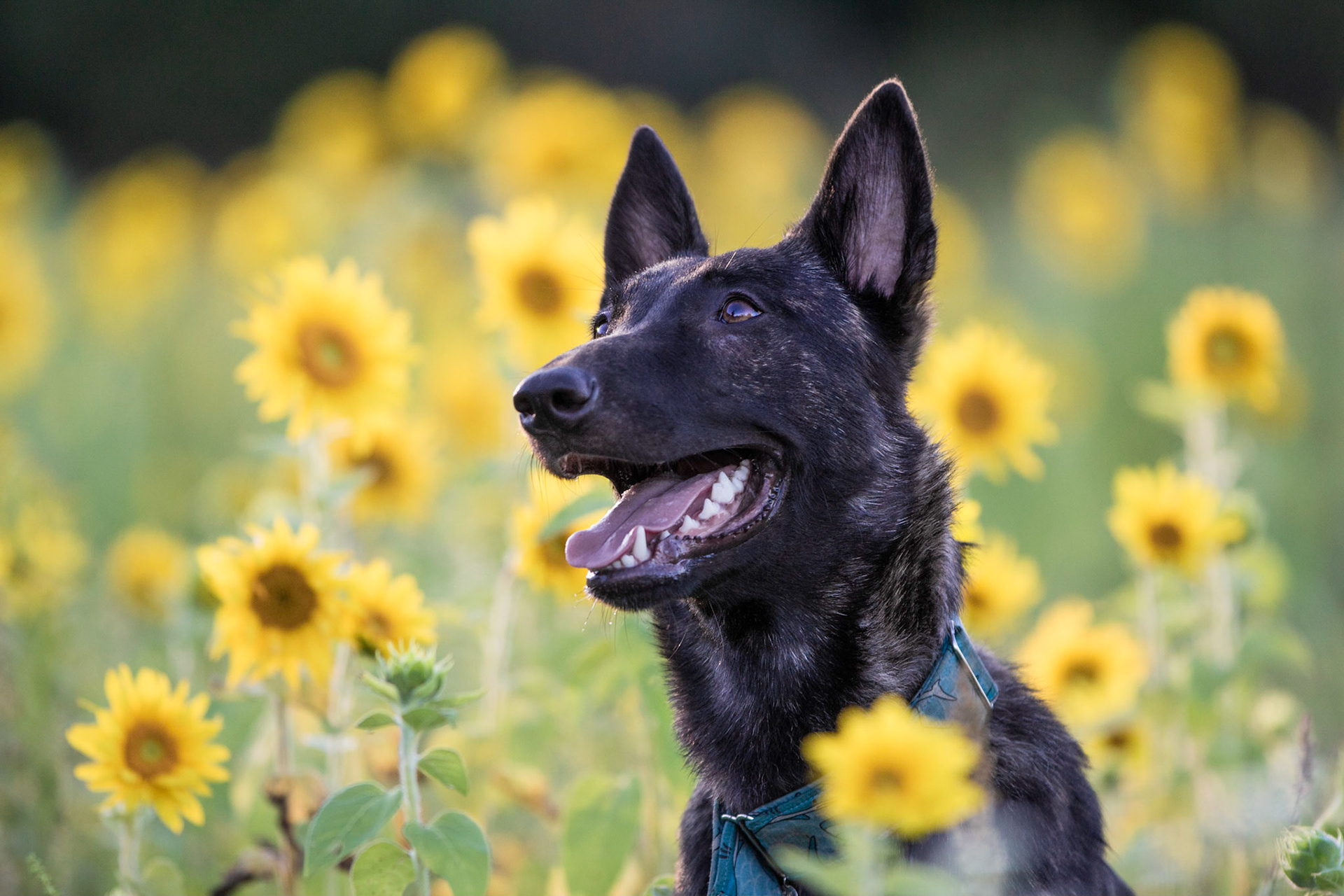 Nyx - Dutch Shepherd