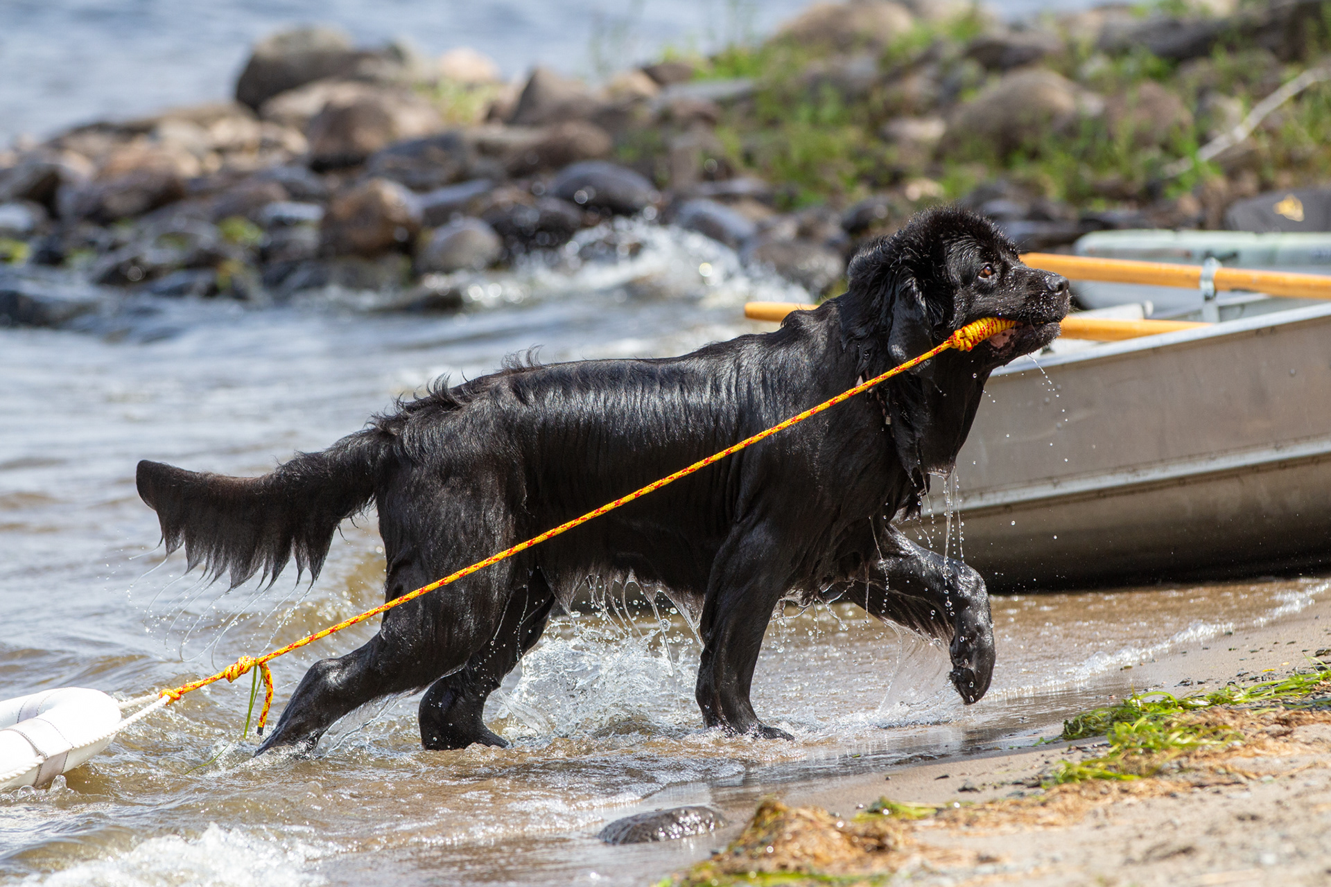 Margaree - Water Dog Rescue