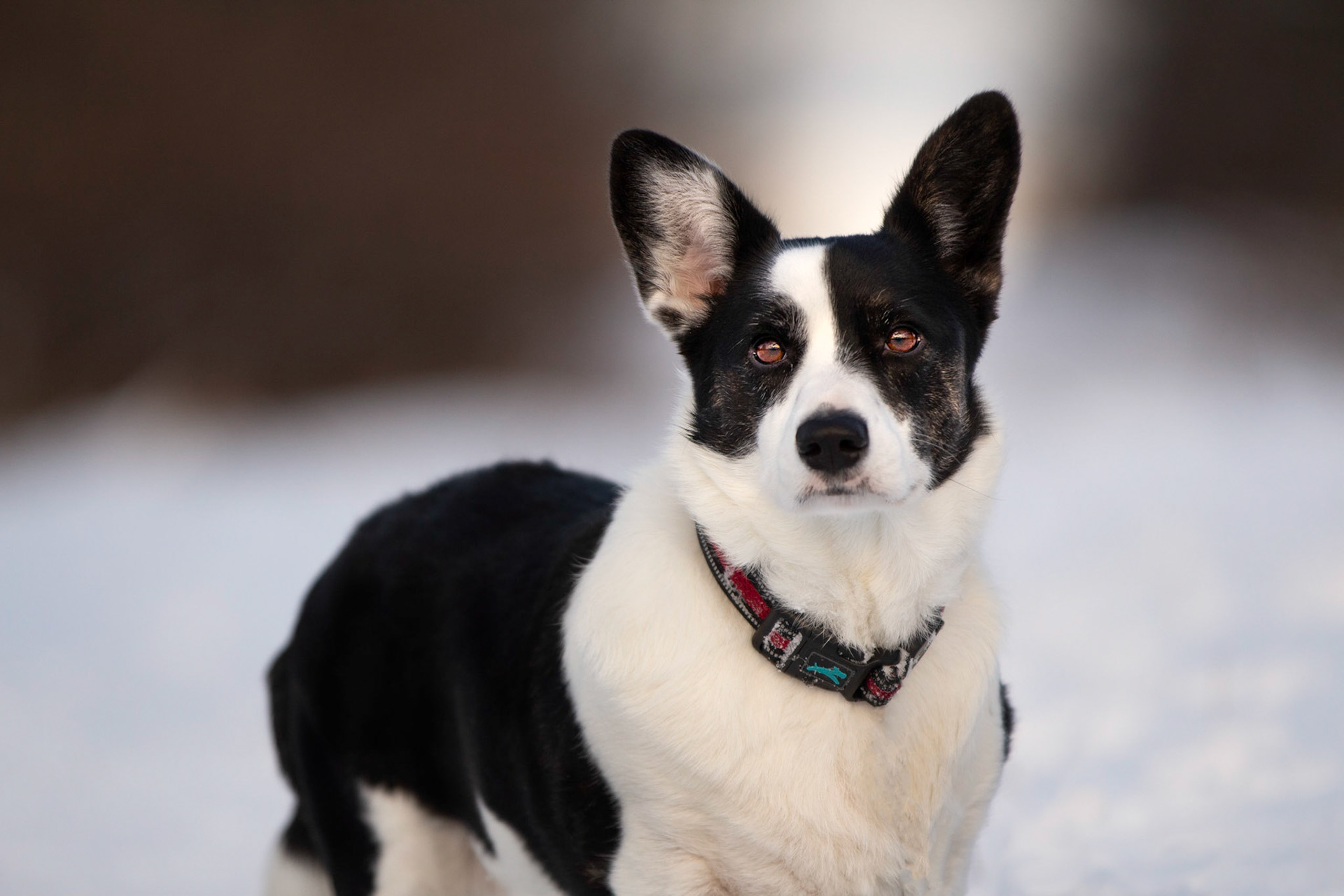 Lucky - Cardigan Corgi