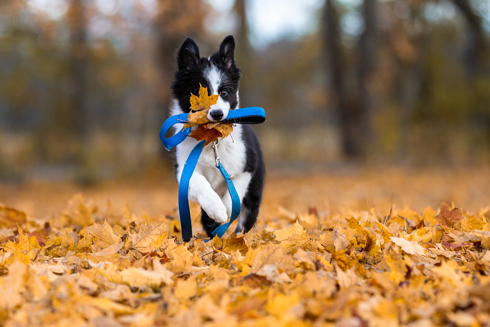Taz - Border Collie