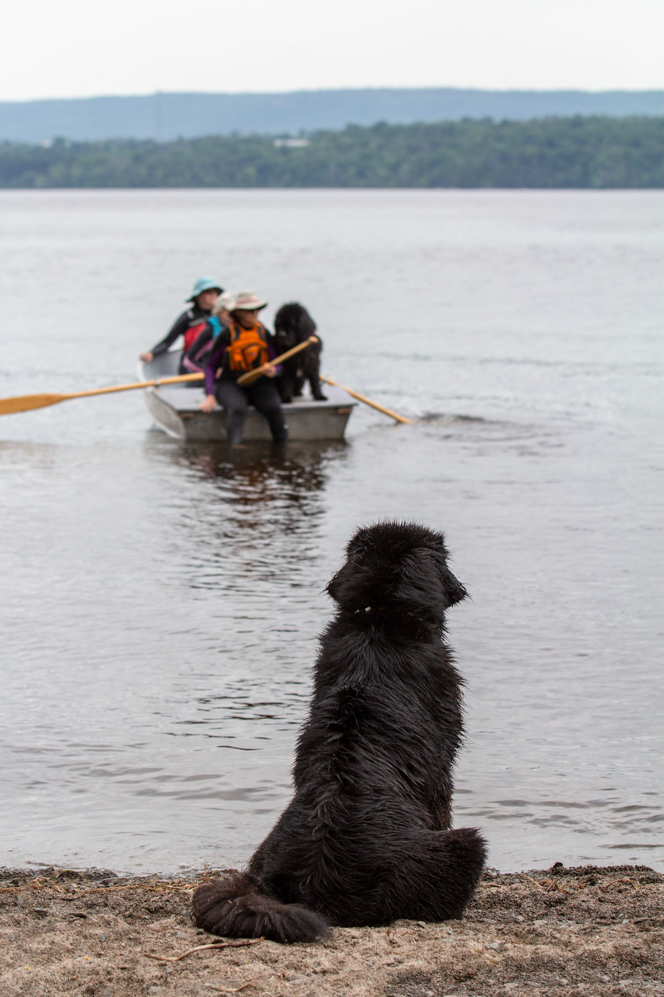 Splash & Margaree - Water Dog Rescue