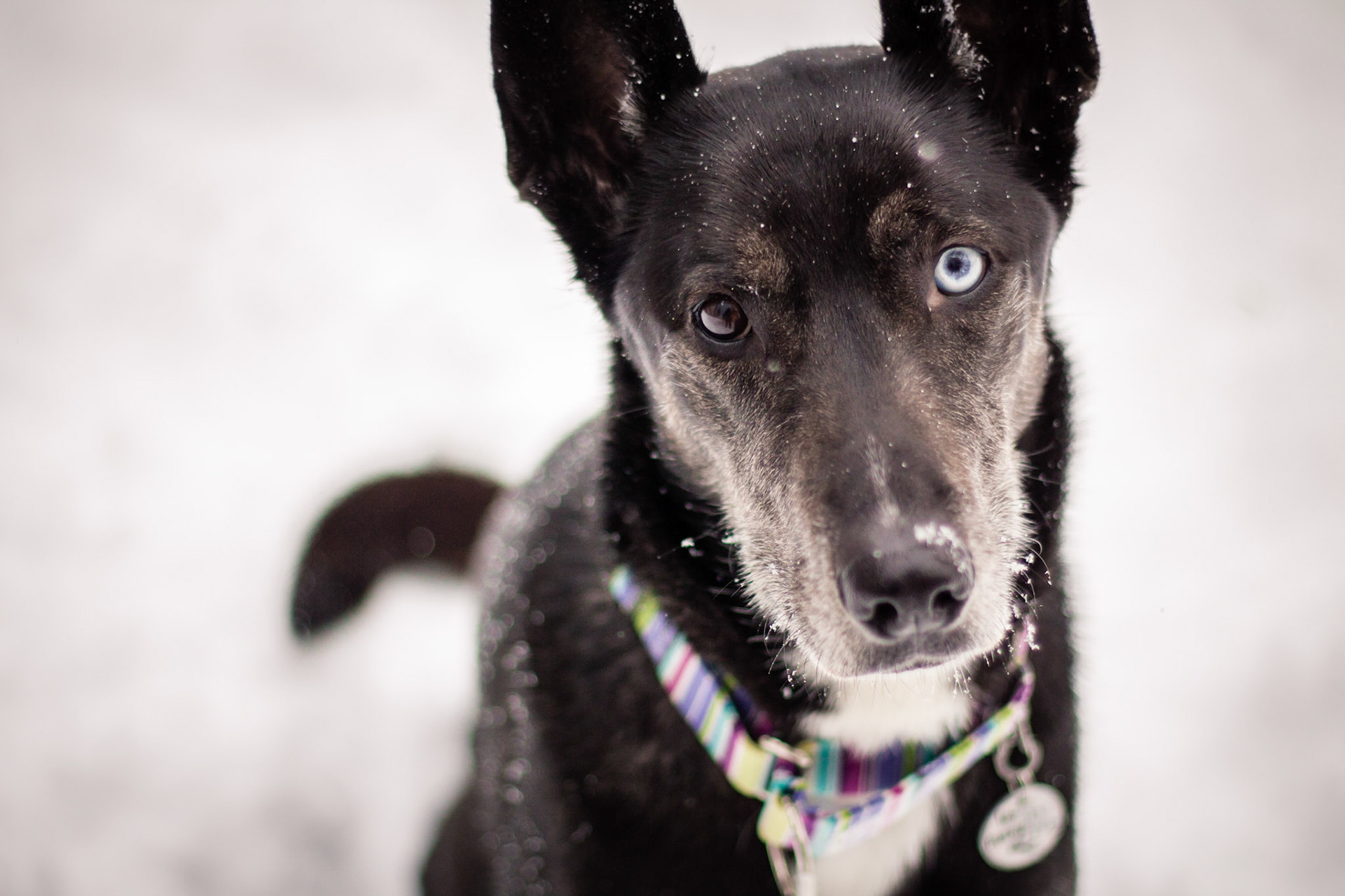 Koda - All Canadian