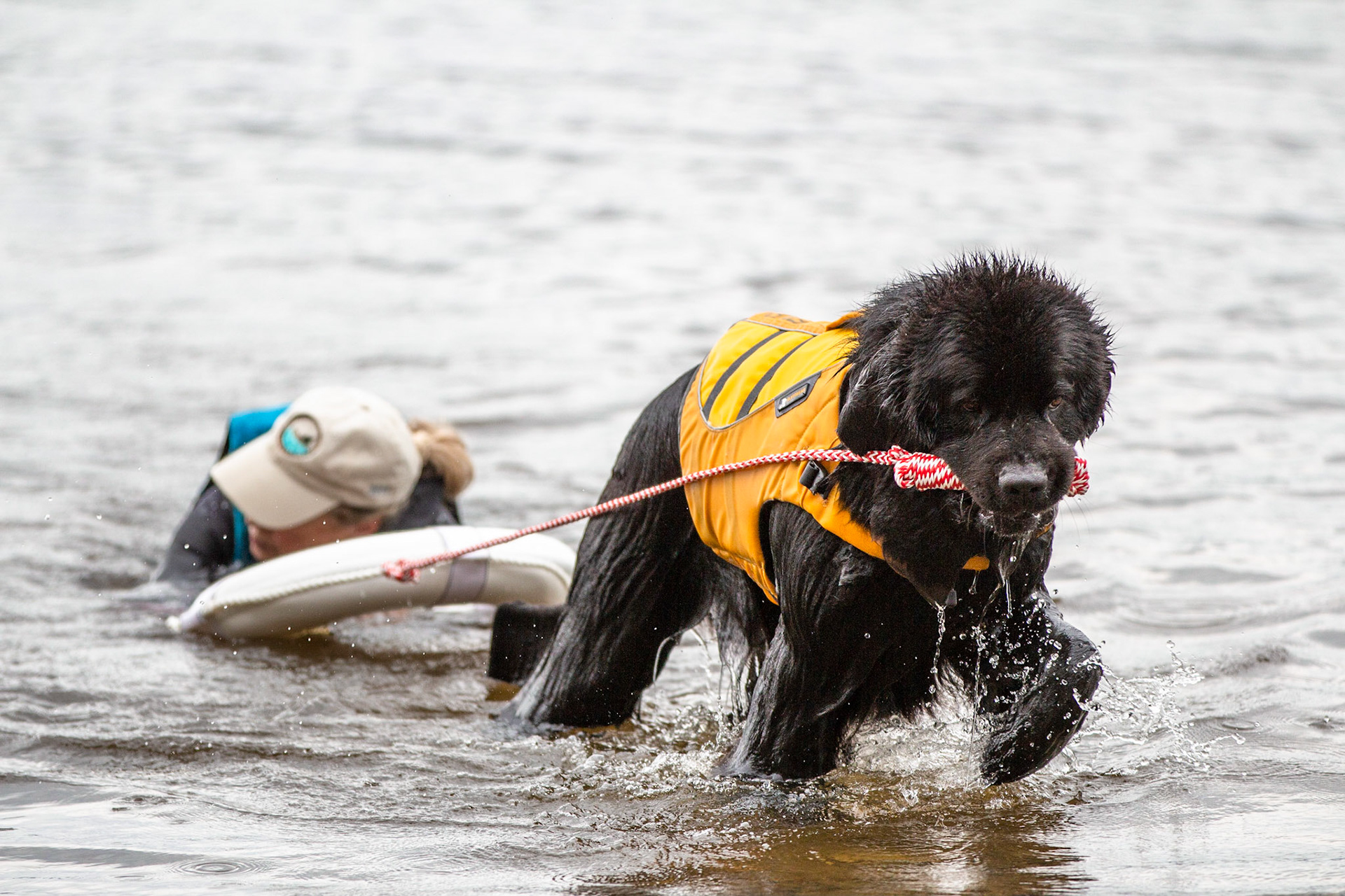 Margaree - Water Dog Rescue