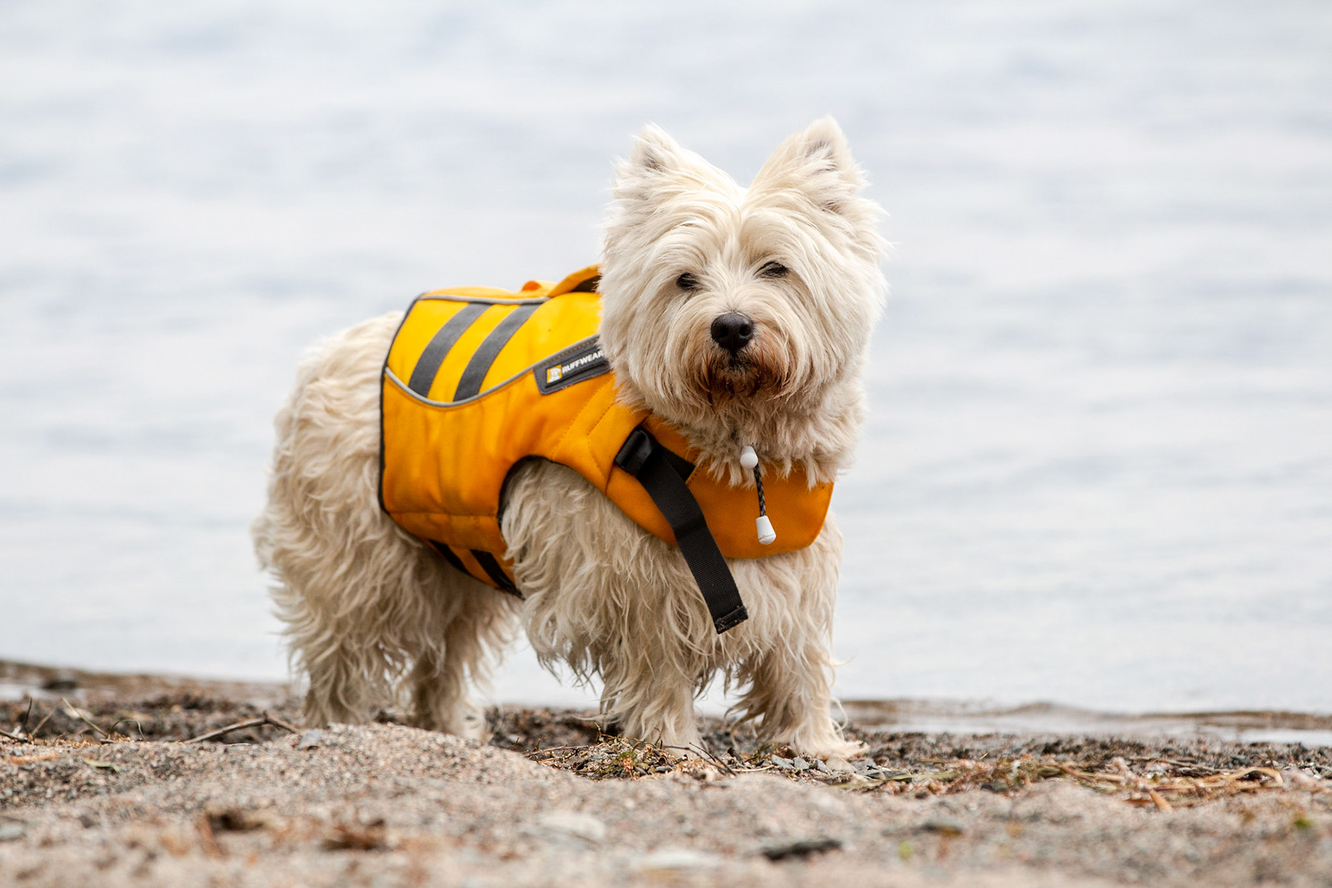 Scotia - West Highland Terrier