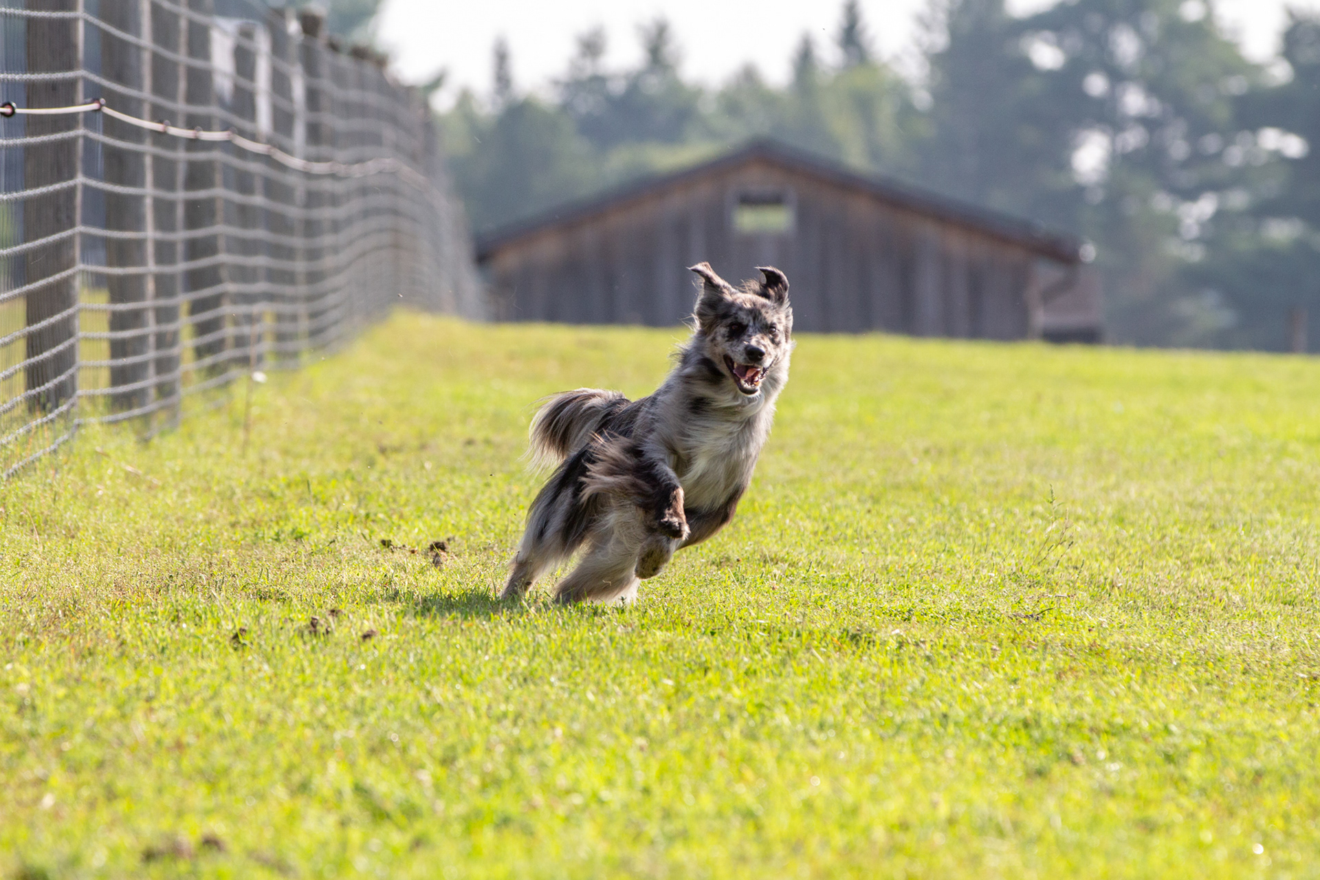 Lure Coursing