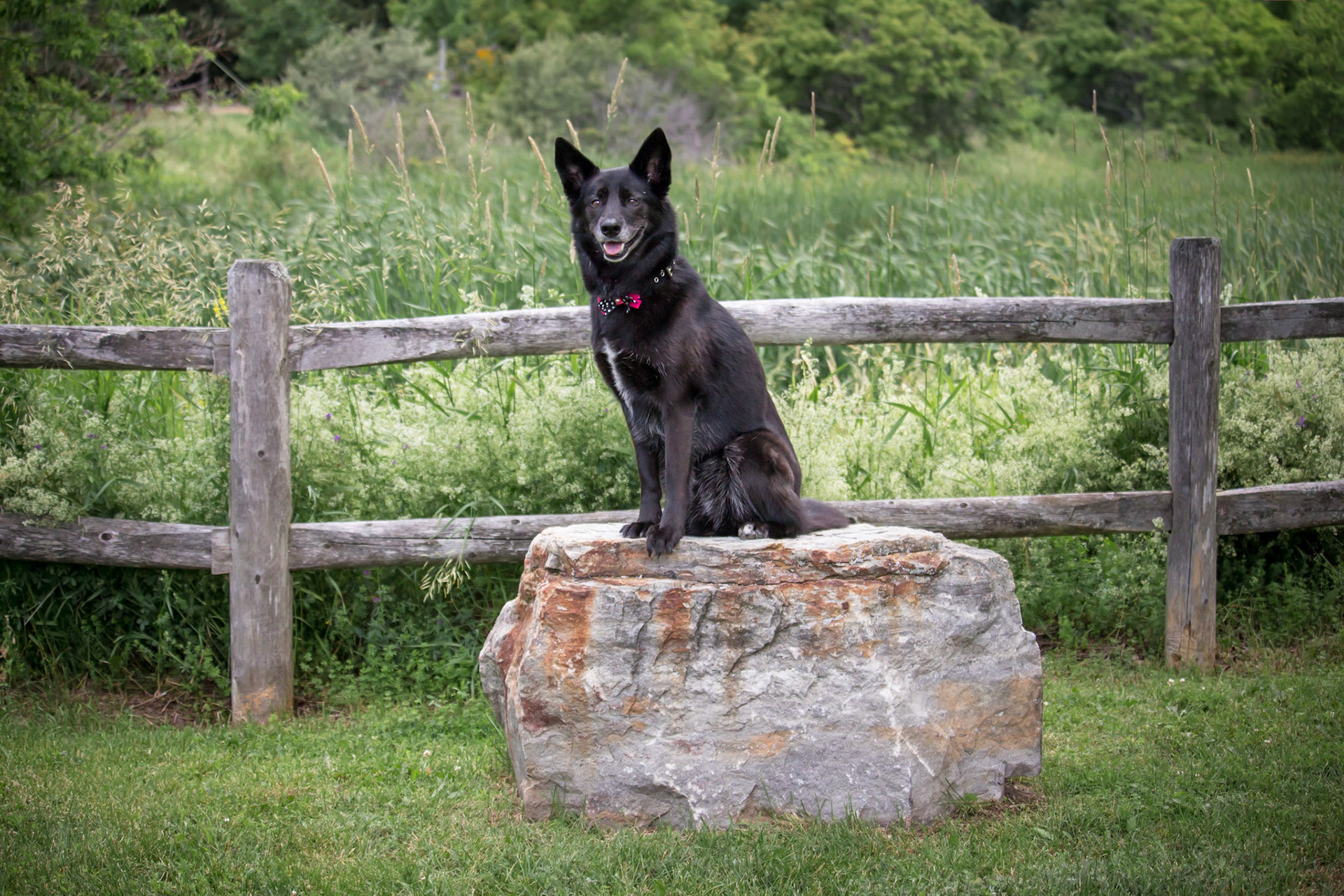 Echo