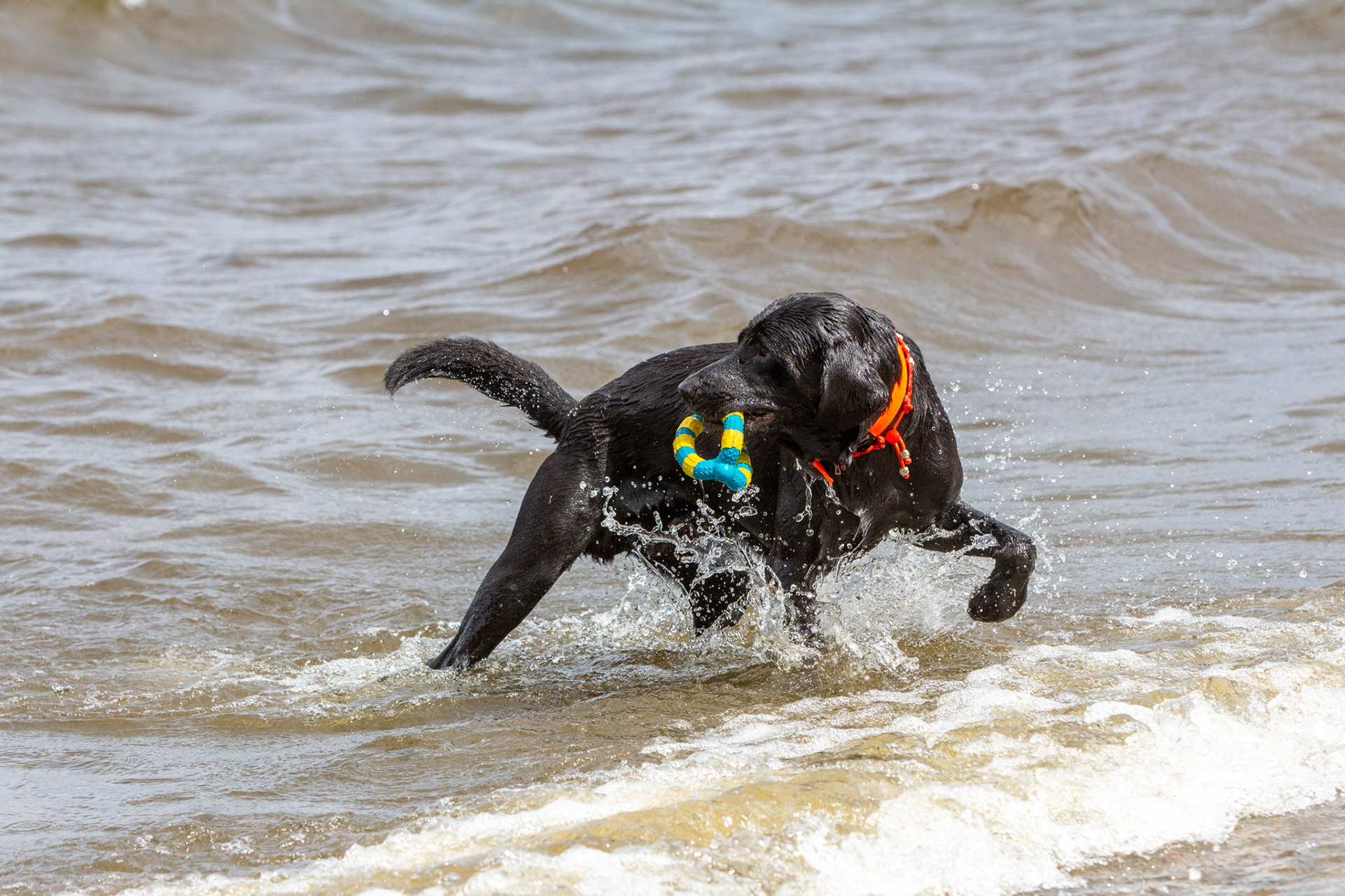 Water Dog Rescue