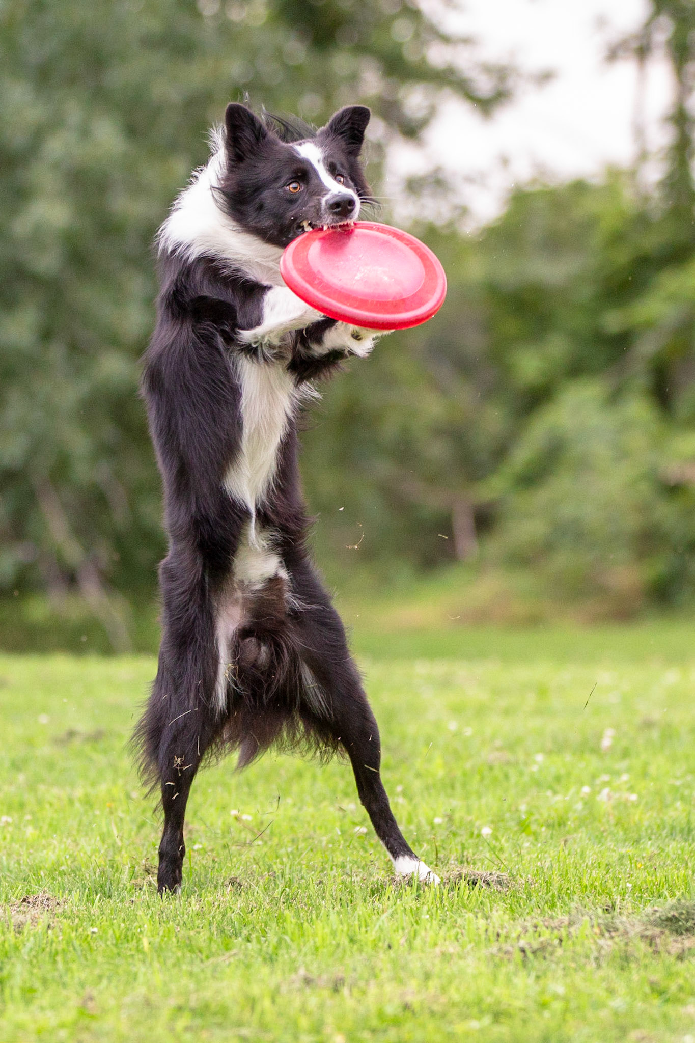 Disc