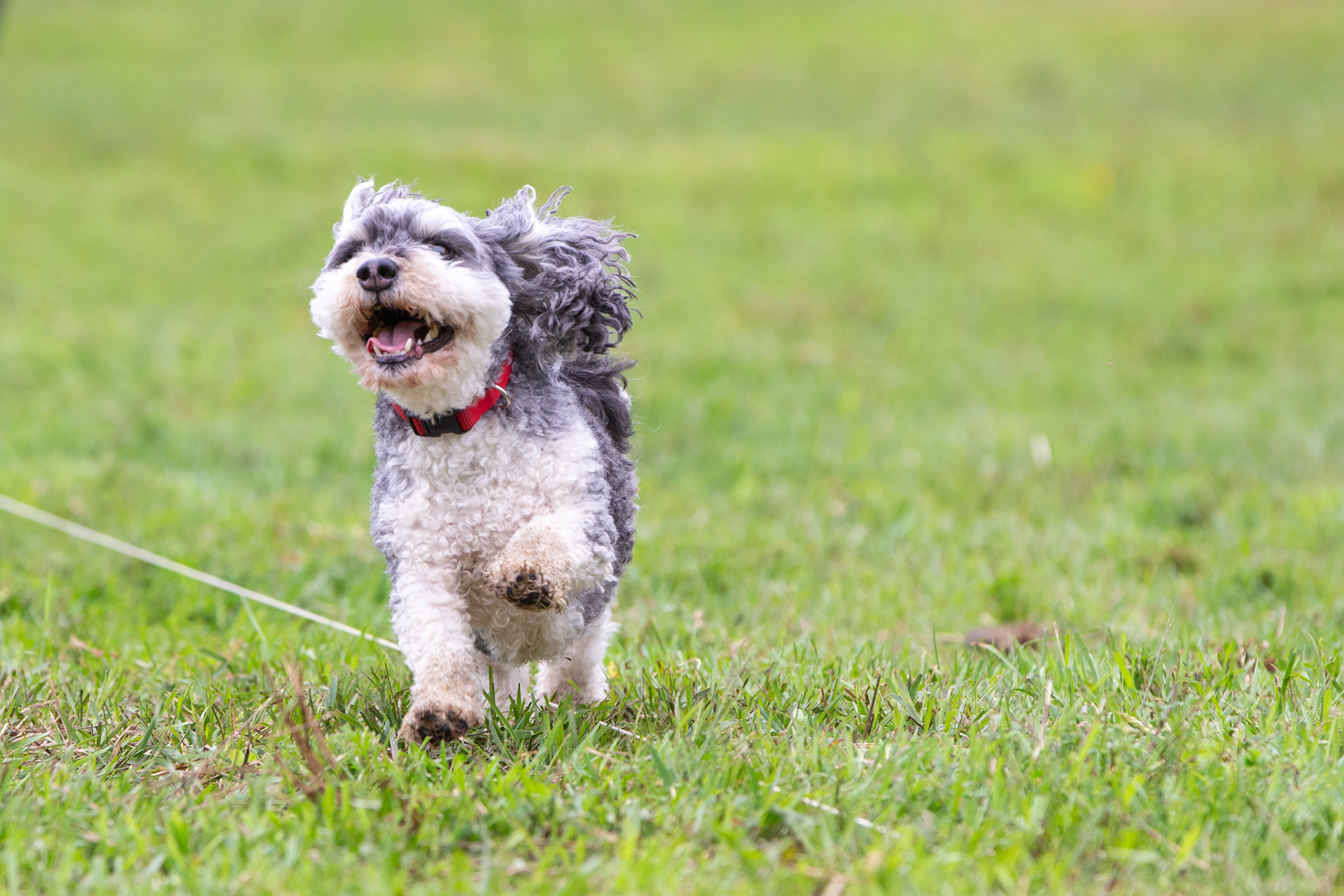 Lure Coursing