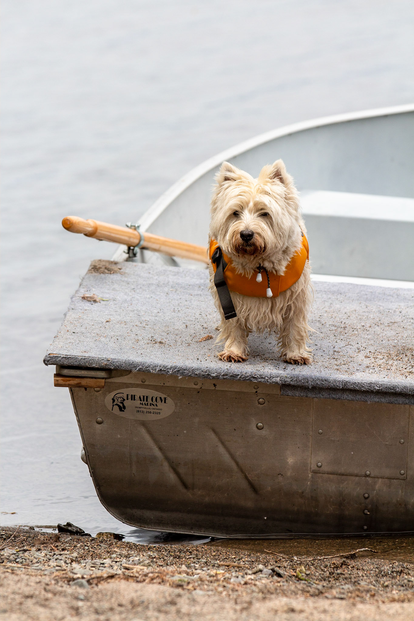 Scotia - Water Dog Rescue