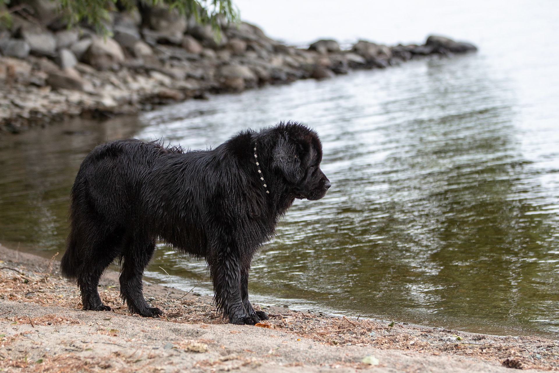 Splash - Newfoundland