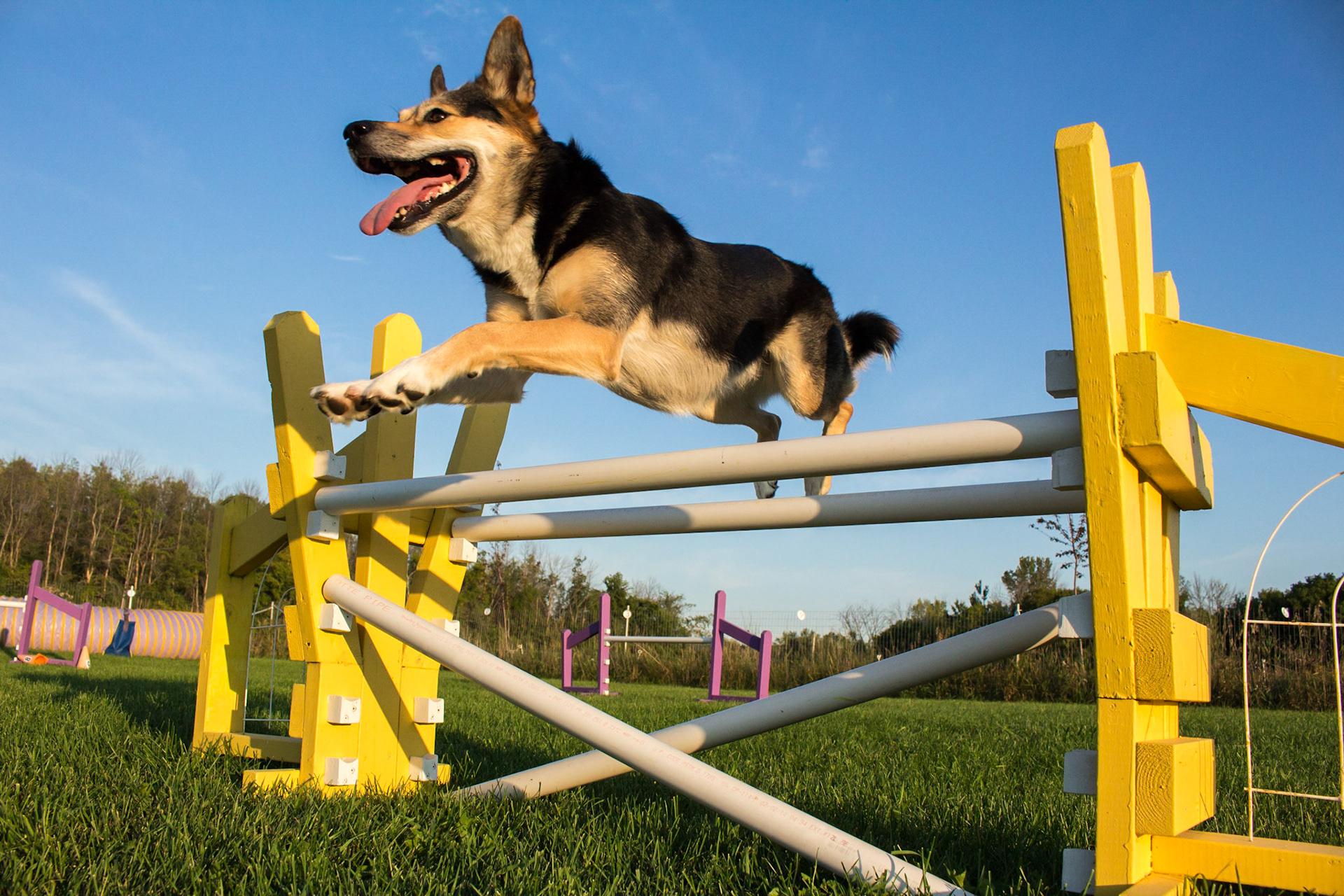 Brie - Agility