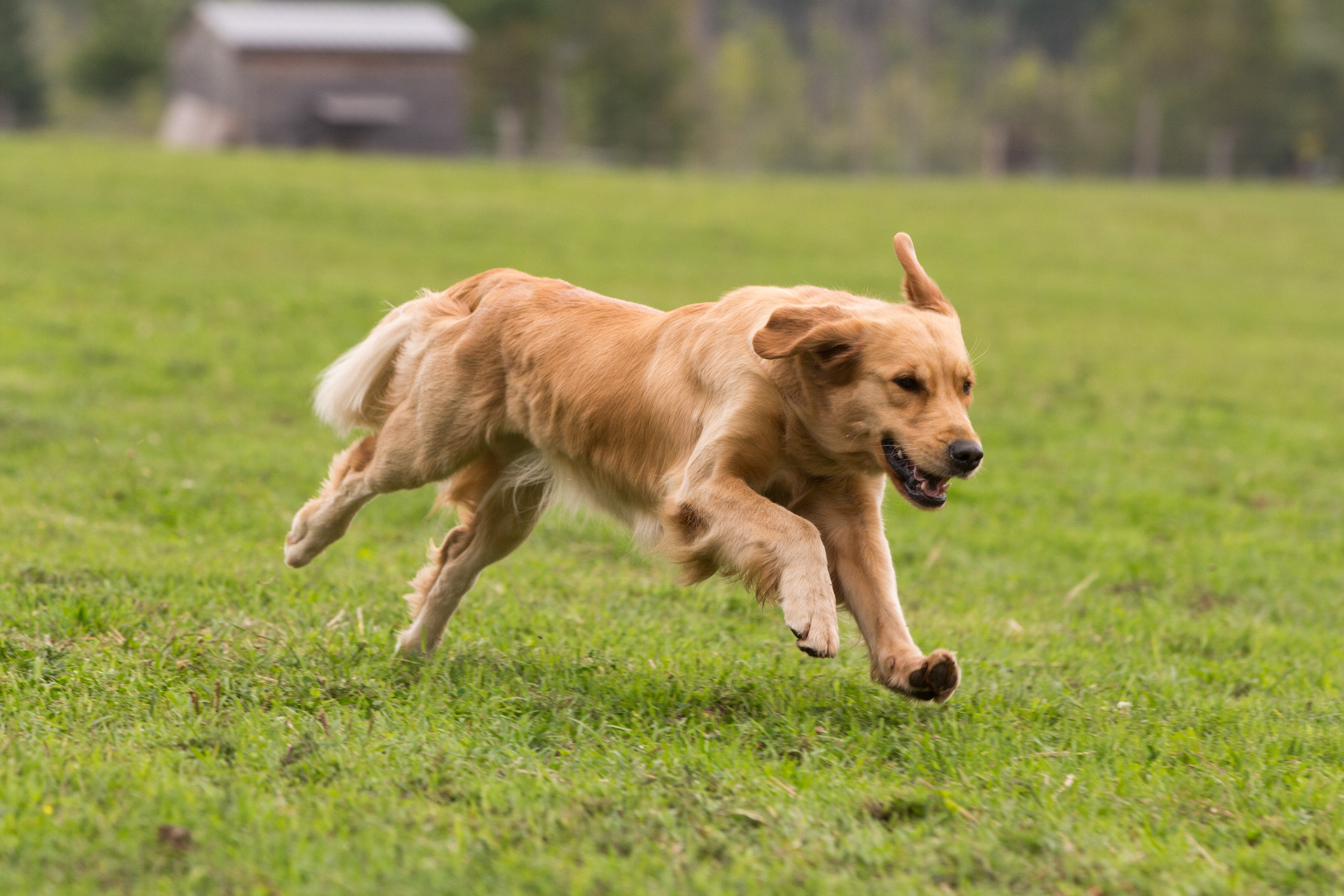 Lure Coursing