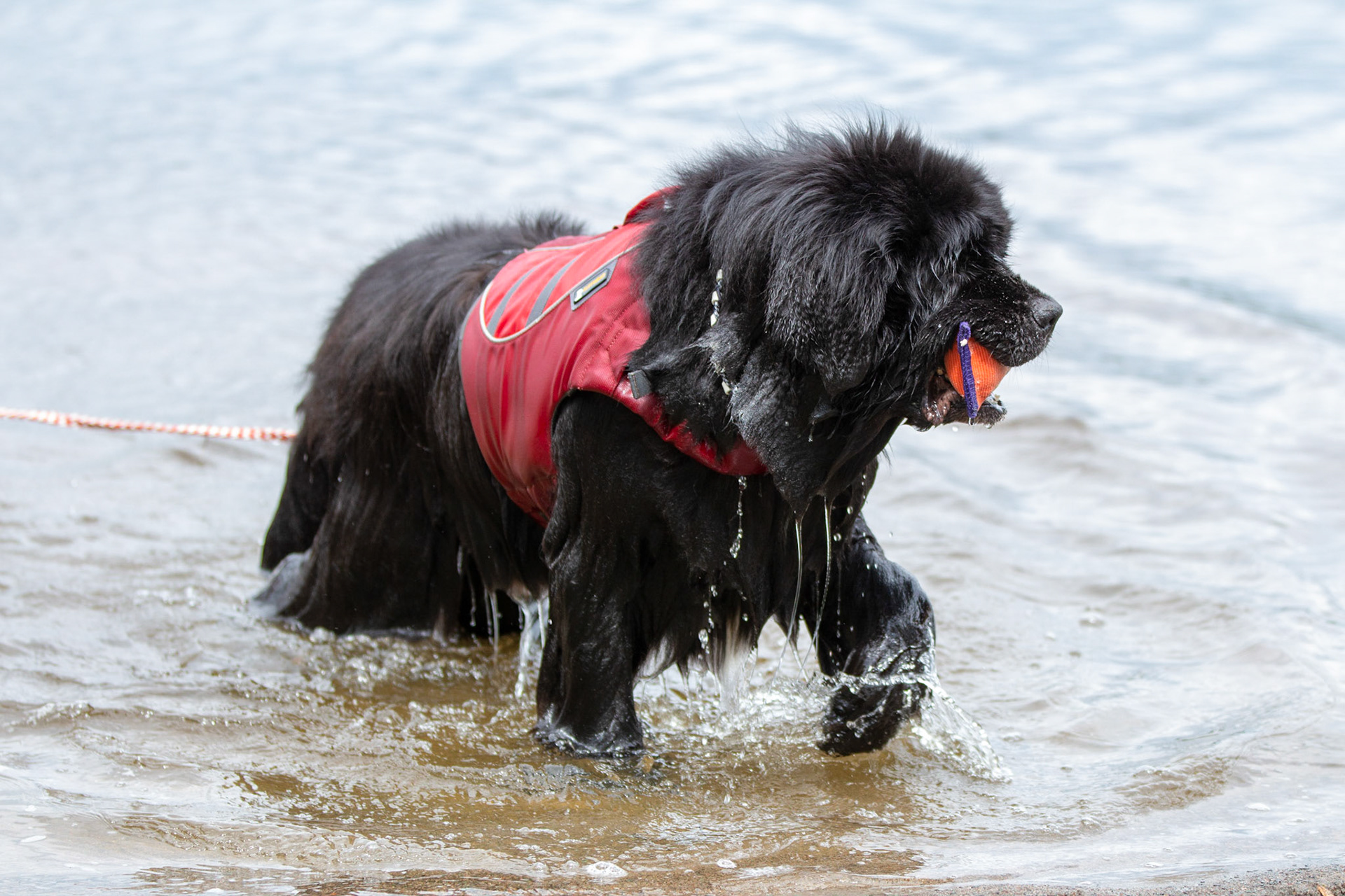 Splash - Water Dog Rescue
