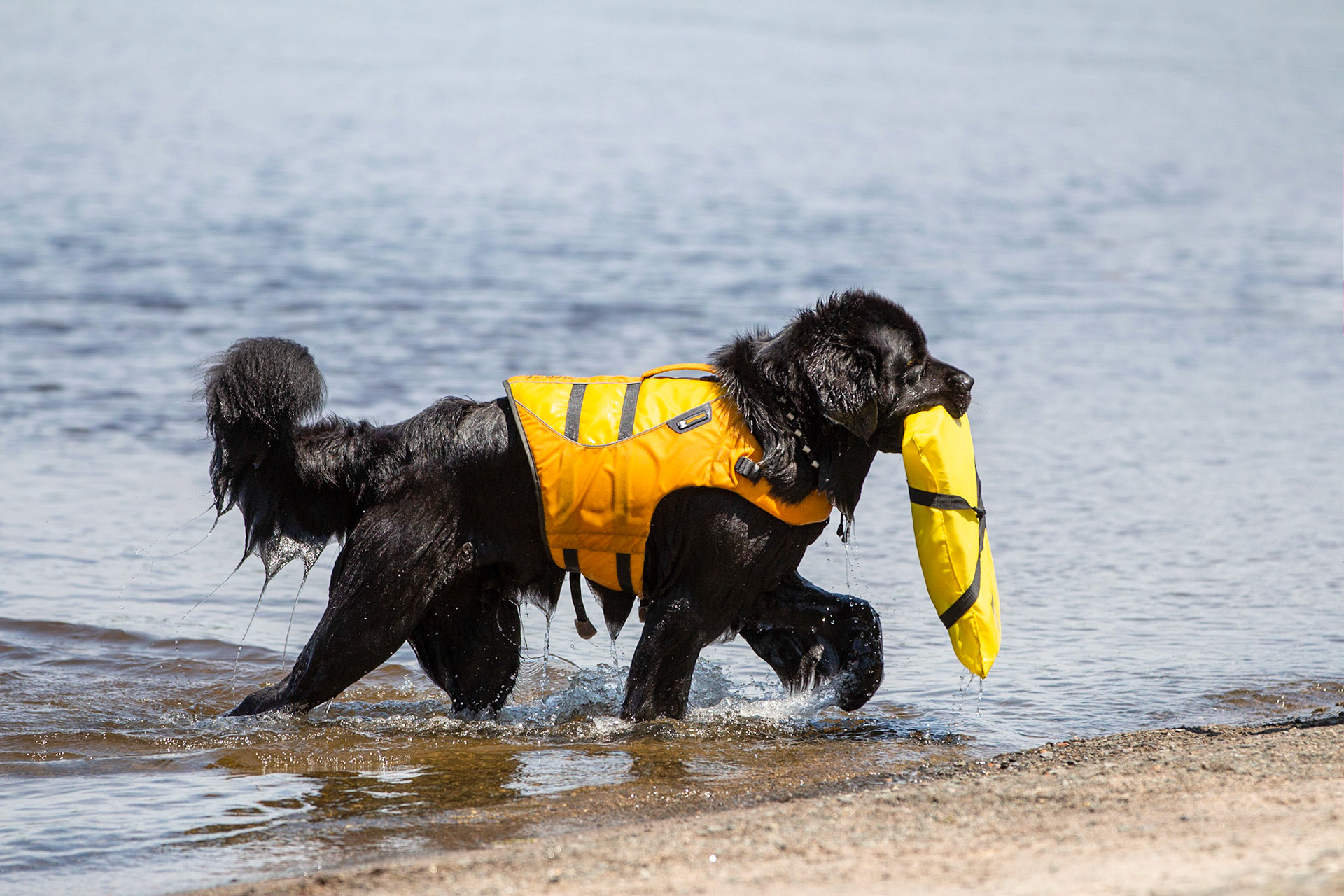 Margaree - Water Dog Rescue