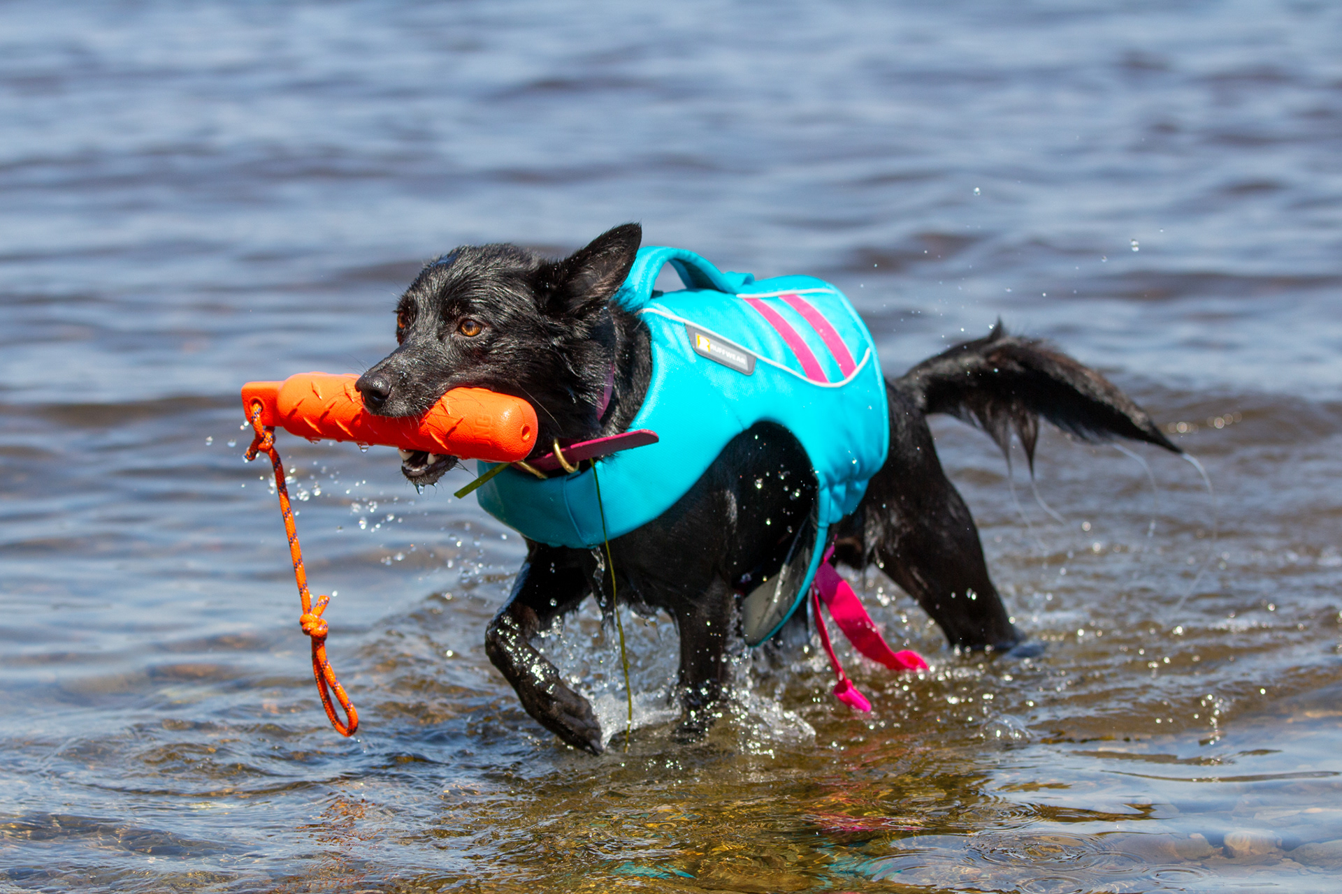 Aria - Water Dog Rescue