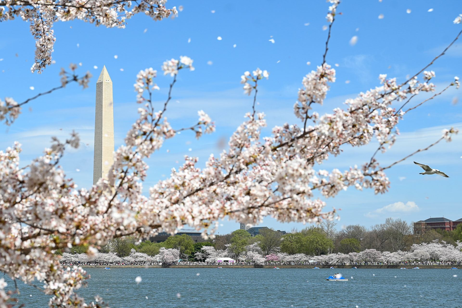 Cherry blossom petals fall from the trees along the Tidal Basin Loop Trail in Washington, D.C., on March 30, 2025. The National Cherry Blossom Festival celebrates the peak bloom of over 3,000 cherry trees around the Tidal Basin, marking the most beautiful phase of the blossoms which lasts only a few days, though the blooms can be enjoyed for 1–2 weeks. This annual festival, running from late March to mid-April, includes events like the Kite Festival and the Parade.