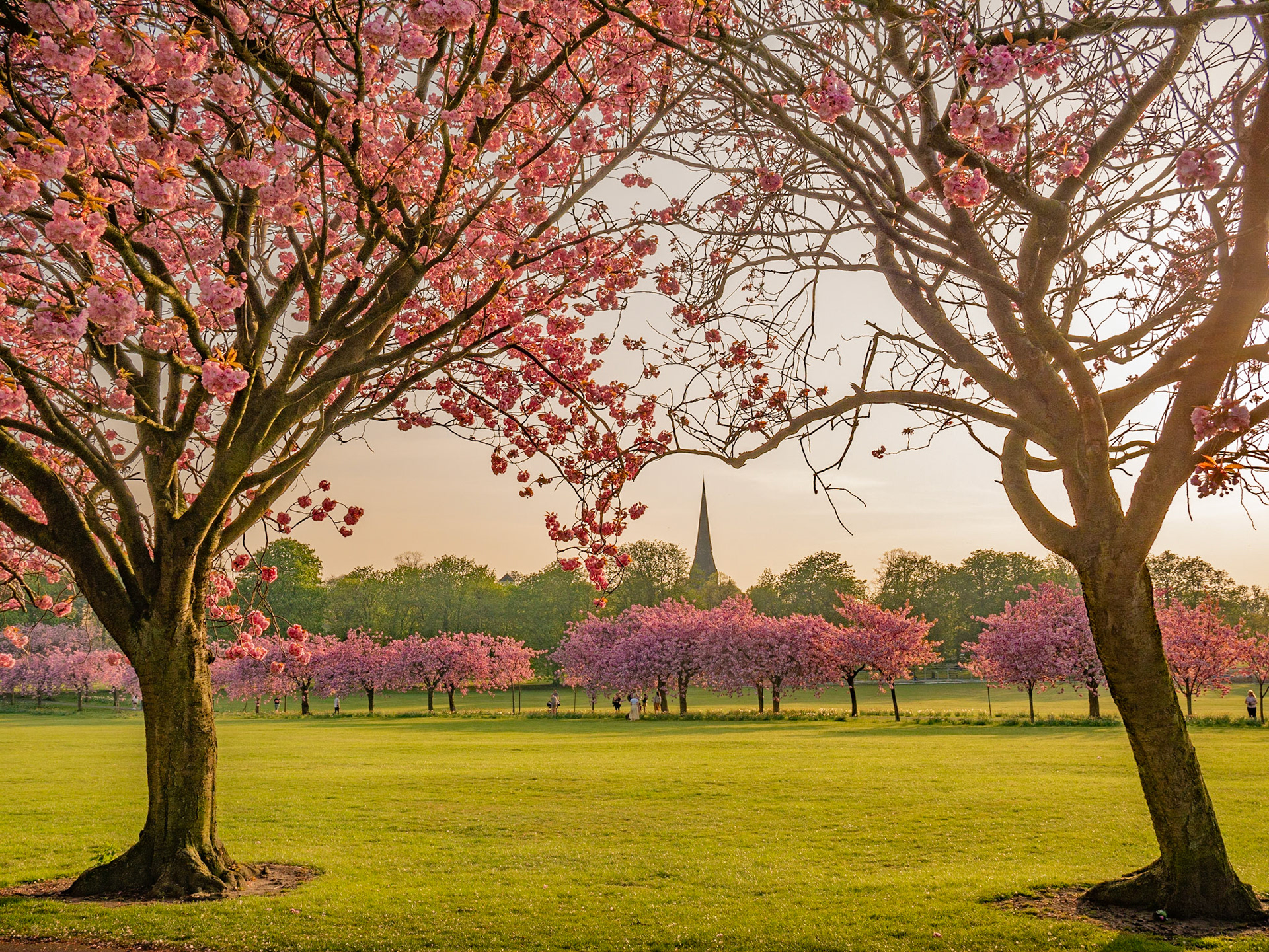 Cherry blossom