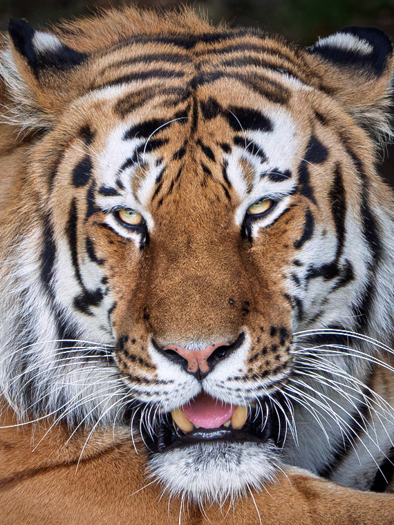 Tiger, tiger