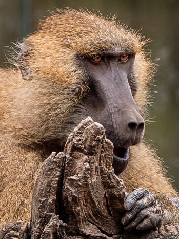 Baboon