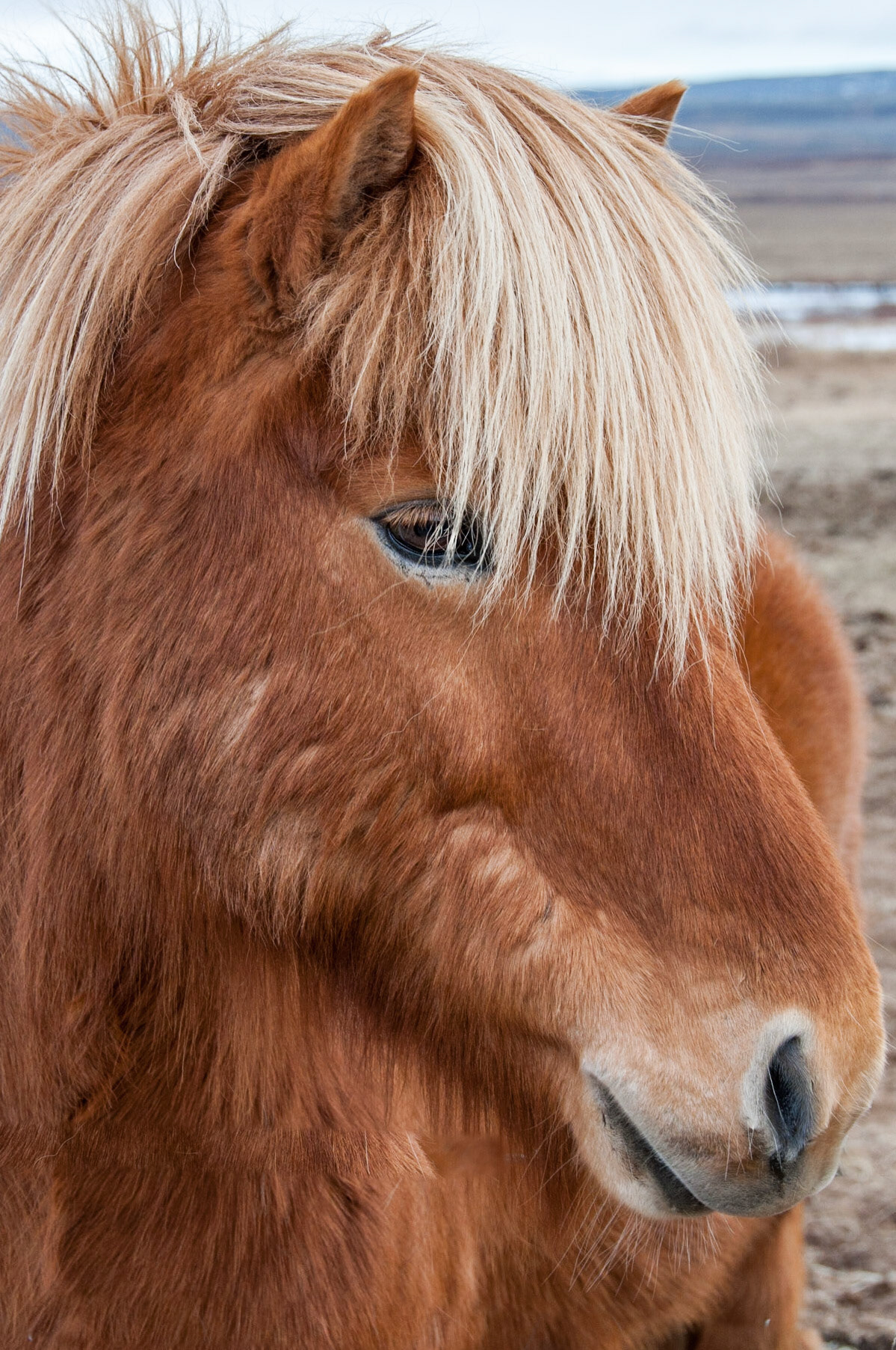 Icelandic pony