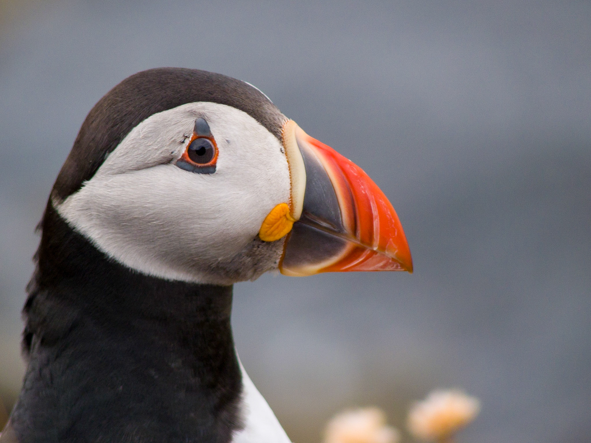 Puffin, The Treshnish Isles