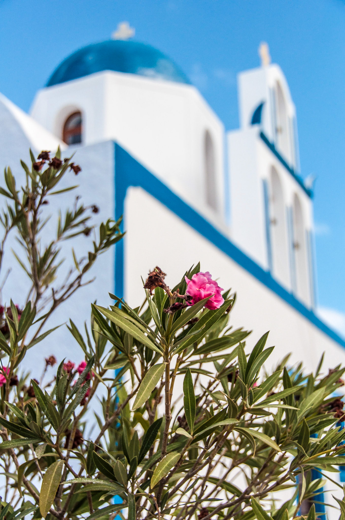 Flowers and domes, Santorini