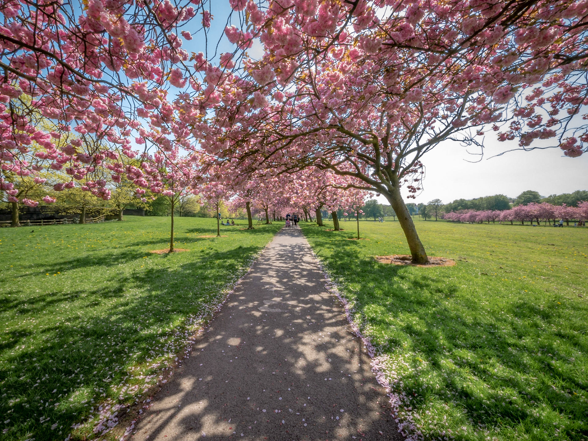 Cherry blossom on The Stray, Harrogate