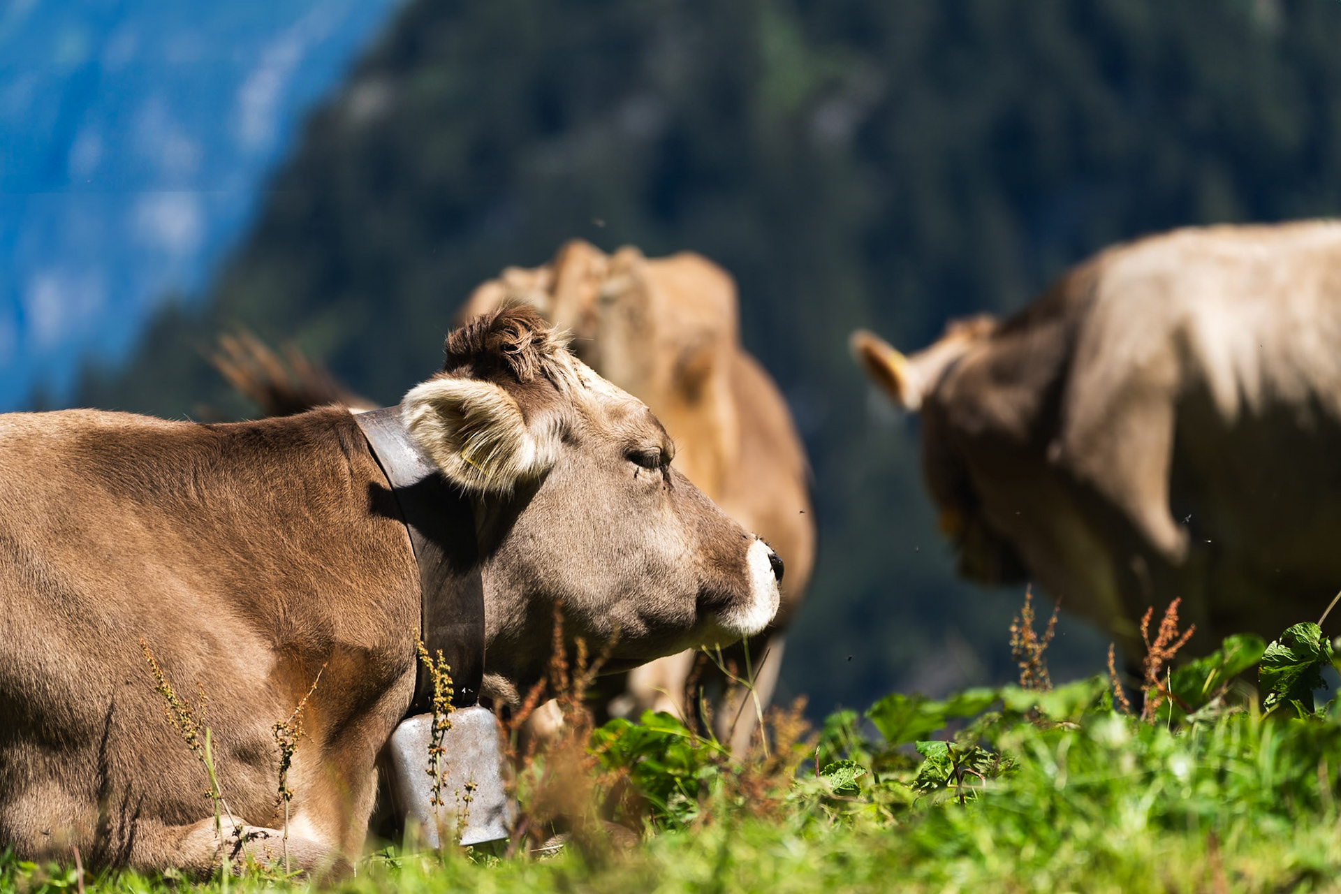 Peaceful Cows Grazing in the Swiss Alps