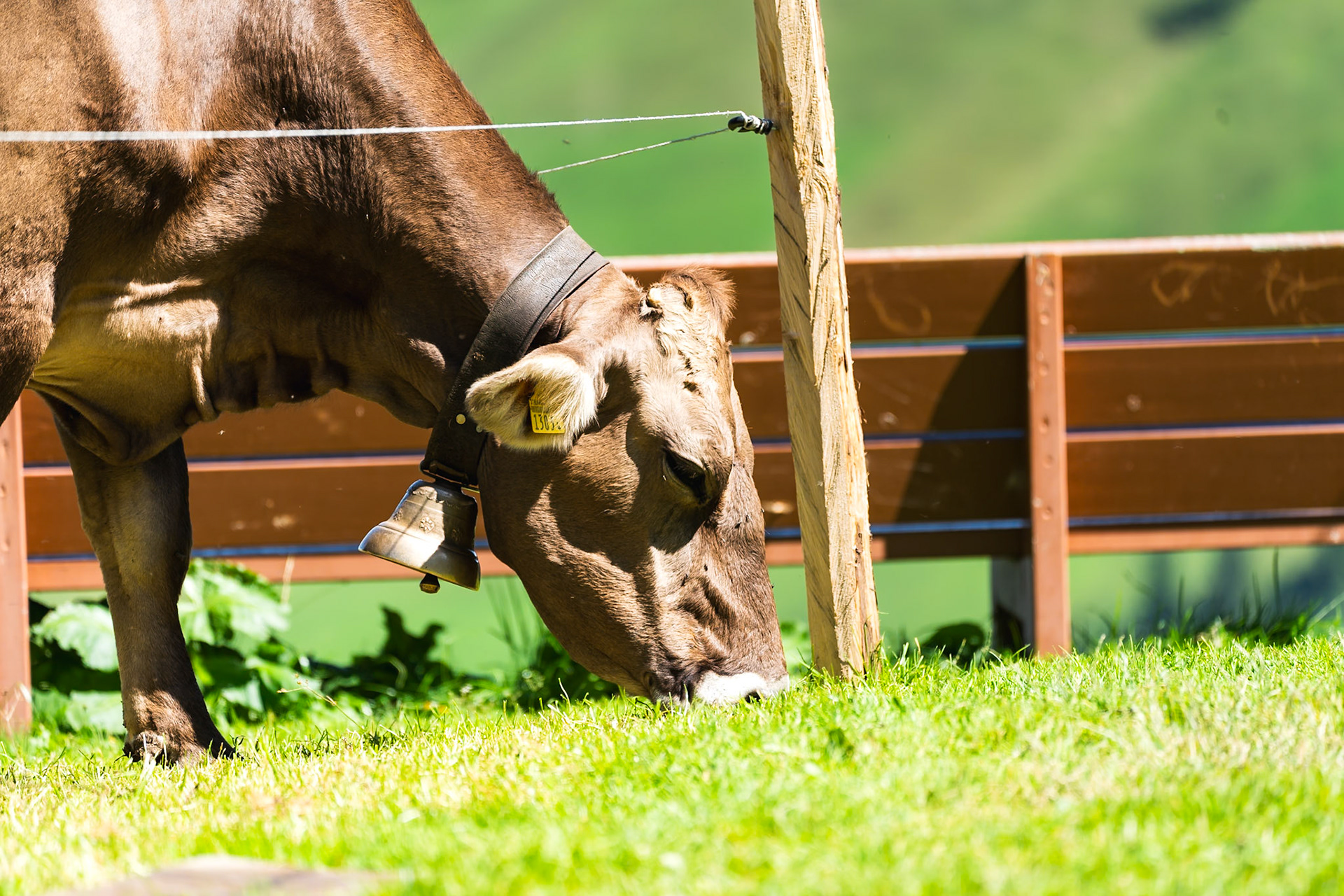 Peaceful Cows Grazing in the Swiss Alps